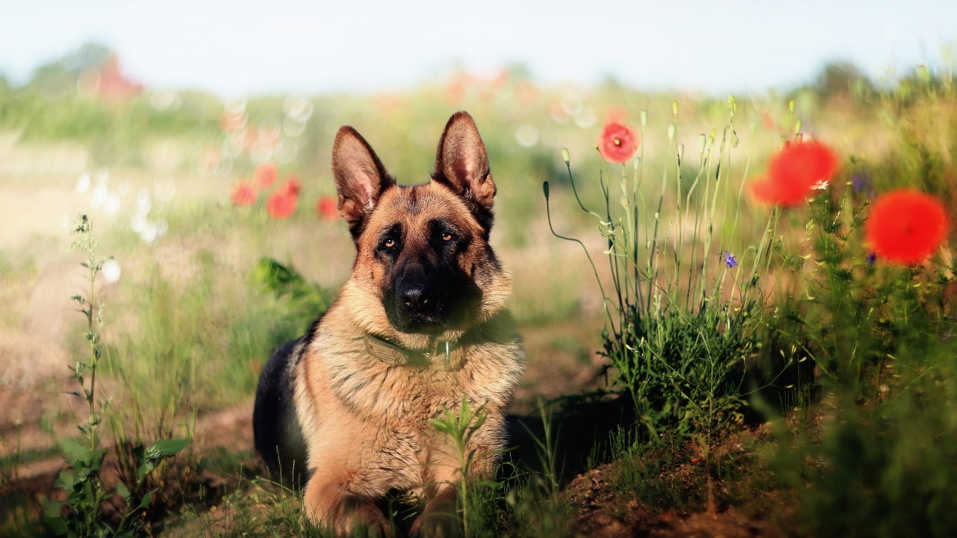 Обои взгляд, собака, друг, немецкая овчарка, овчарка, look, dog, each, german shepherd, shepherd разрешение 2560x1600 Загрузить