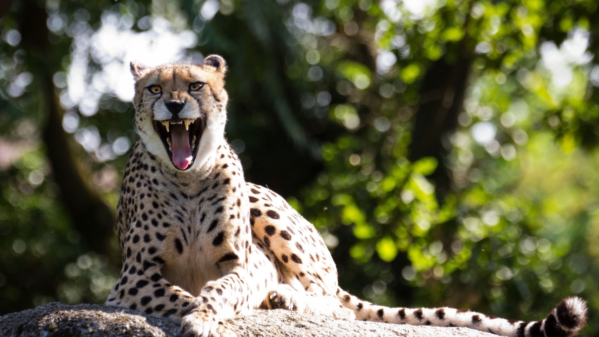 Обои гепард, зевок, cheetah, yawn разрешение 2560x1600 Загрузить