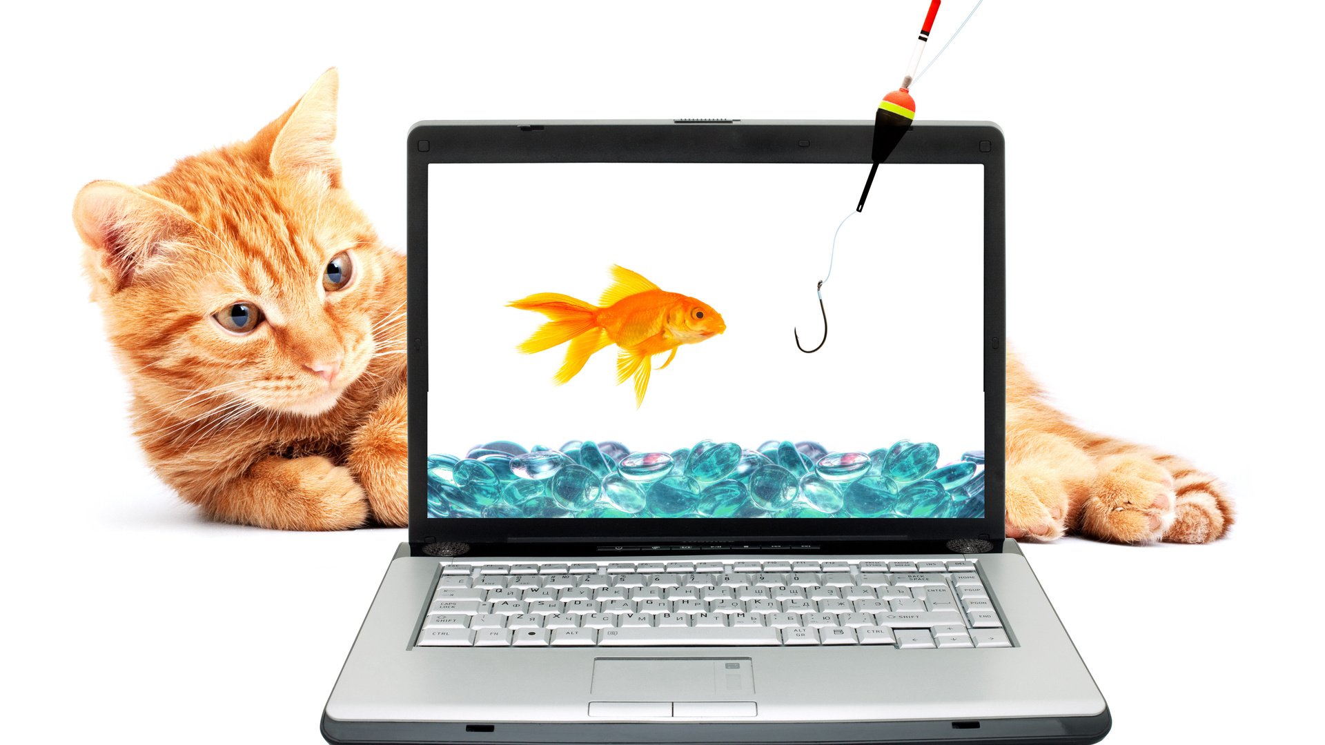 Обои вода, кот, рыжий, золотая рыбка, ноутбук, удочка, крючок, рыболовный крючок, water, cat, red, goldfish, laptop, rod, hook разрешение 4969x3488 Загрузить