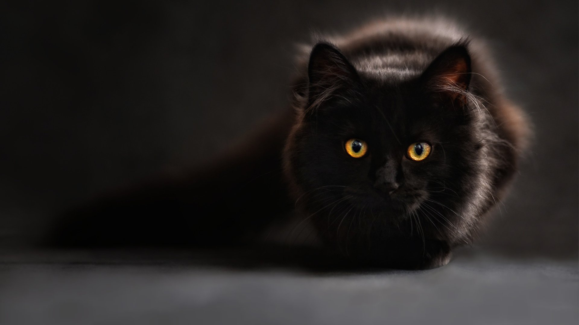 Обои глаза, фон, кот, взгляд, черный, блака, eyes, background, cat, look, black разрешение 2560x1440 Загрузить