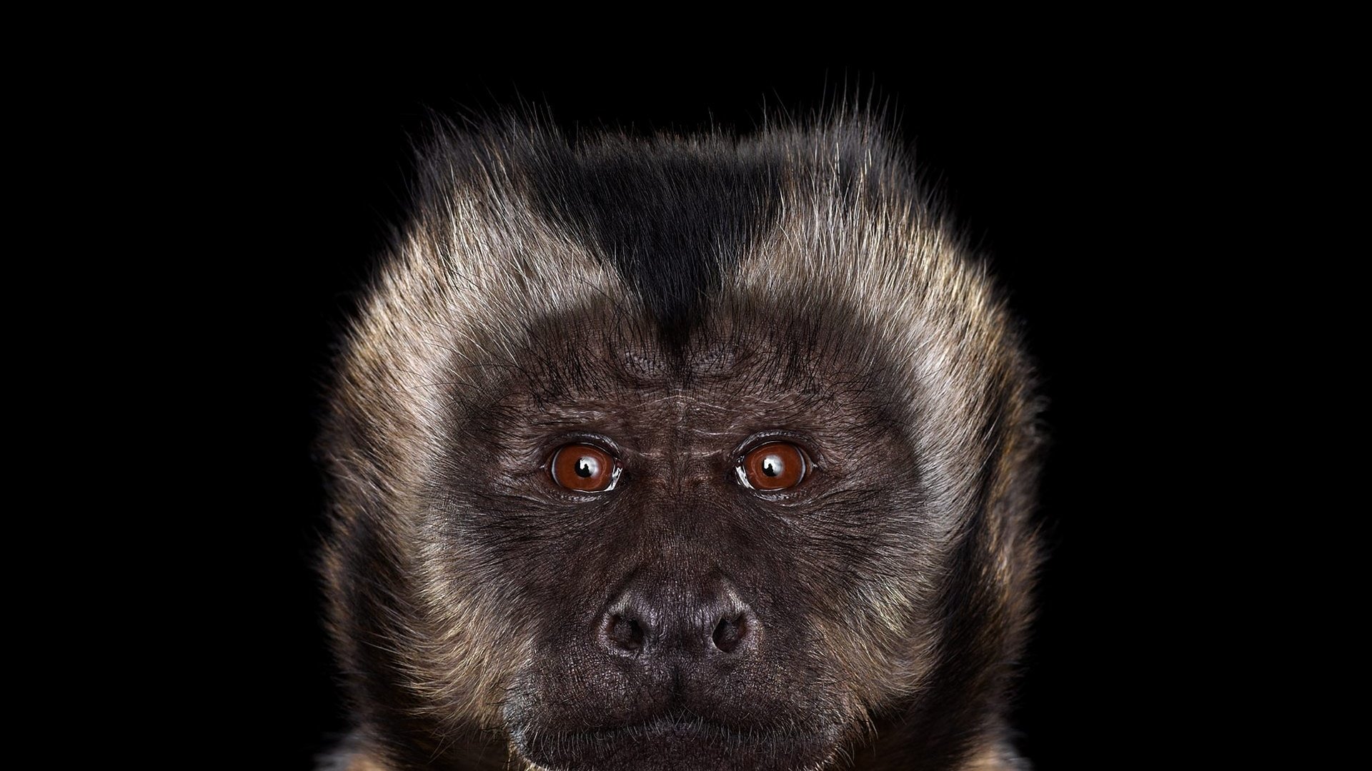 Обои фон, взгляд, черный фон, обезьяна, примат, capuchin monkey, капуцин, background, look, black background, monkey, the primacy of разрешение 1920x1288 Загрузить