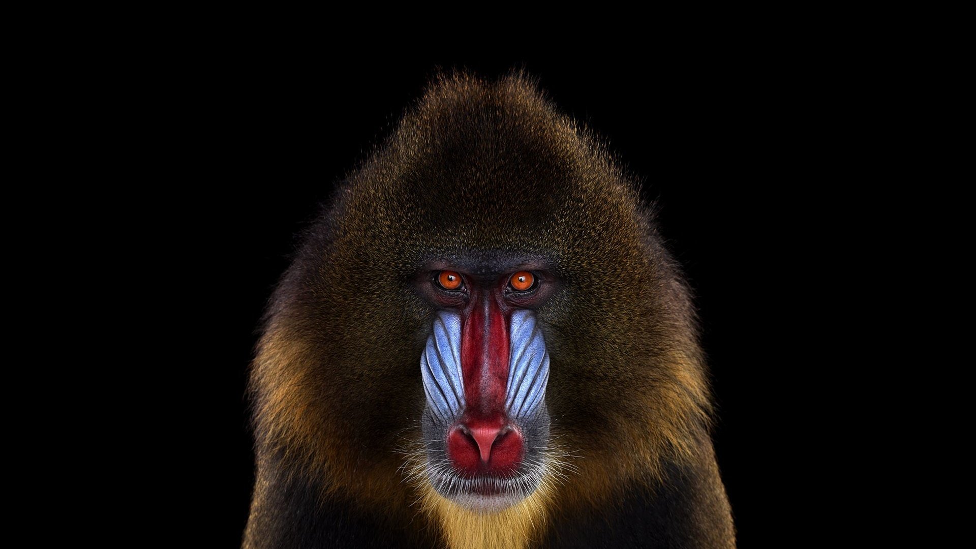 Обои фон, взгляд, обезьяна, мандрил, background, look, monkey, mandrill разрешение 1920x1288 Загрузить