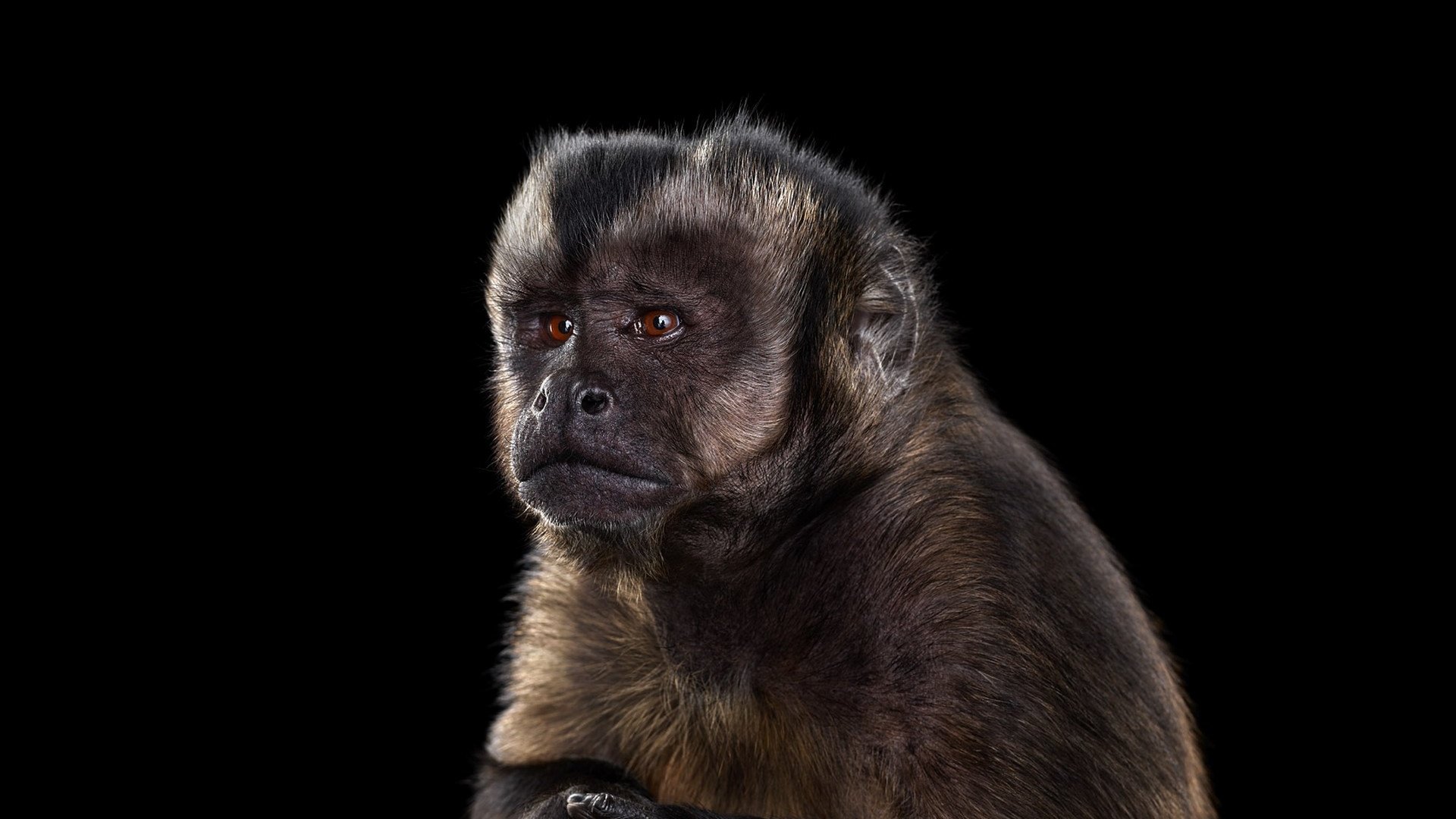 Обои фон, взгляд, черный фон, обезьяна, примат, capuchin monkey, капуцин, background, look, black background, monkey, the primacy of разрешение 1920x1288 Загрузить