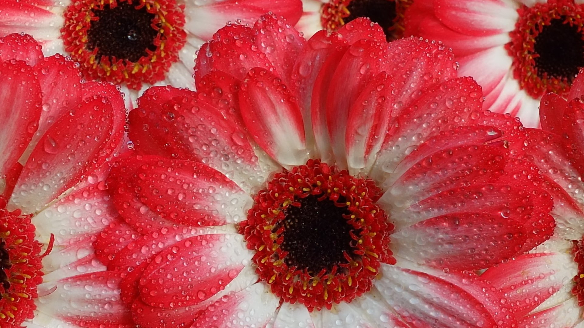 Обои вода, макро, капли, капельки, герберы, gerberas, water, macro, drops, droplets, gerbera разрешение 2048x1536 Загрузить