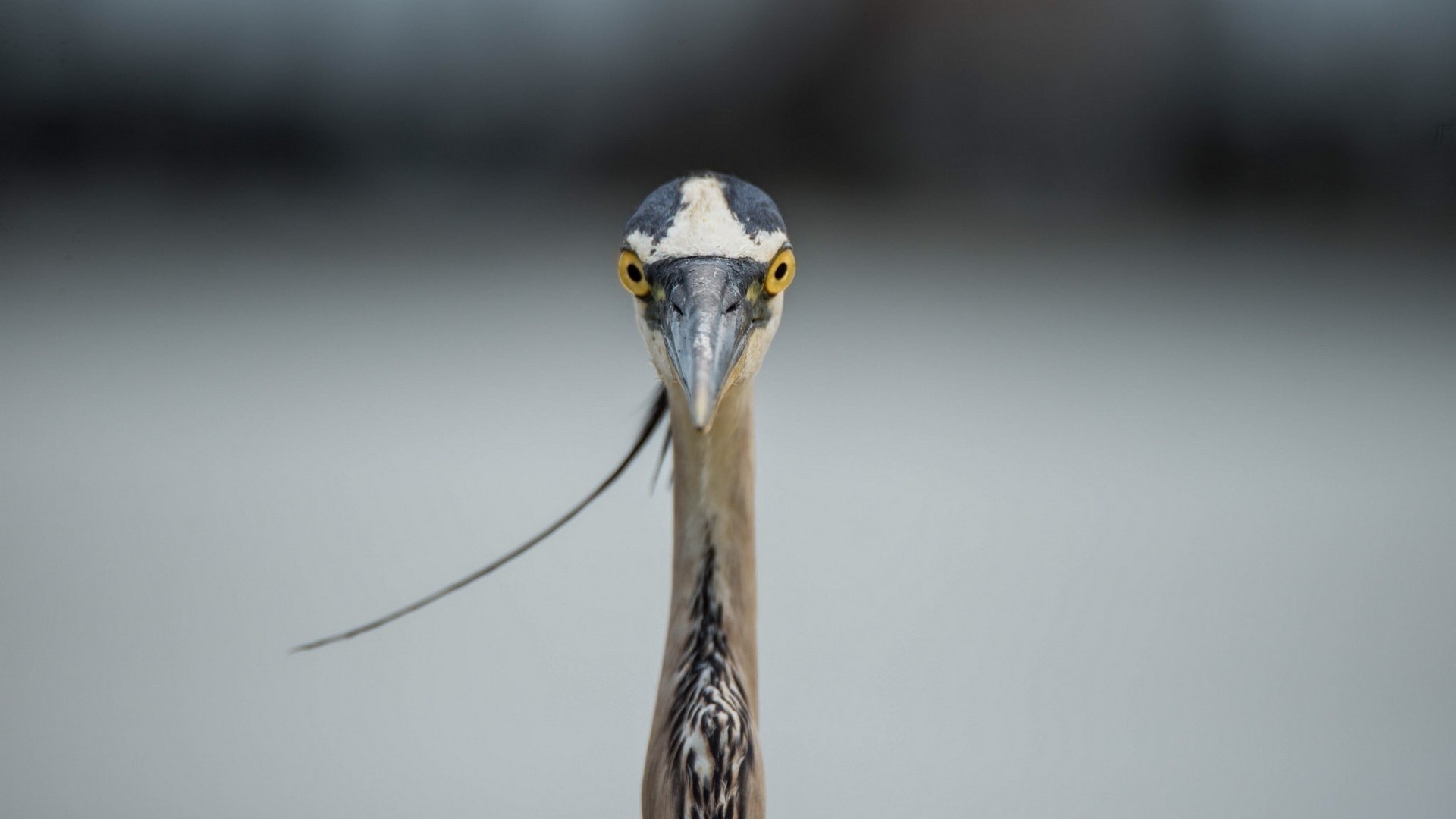 Обои природа, птица, голубая, большая, цапля, great blue heron, nature, bird, blue, large, heron разрешение 1920x1200 Загрузить