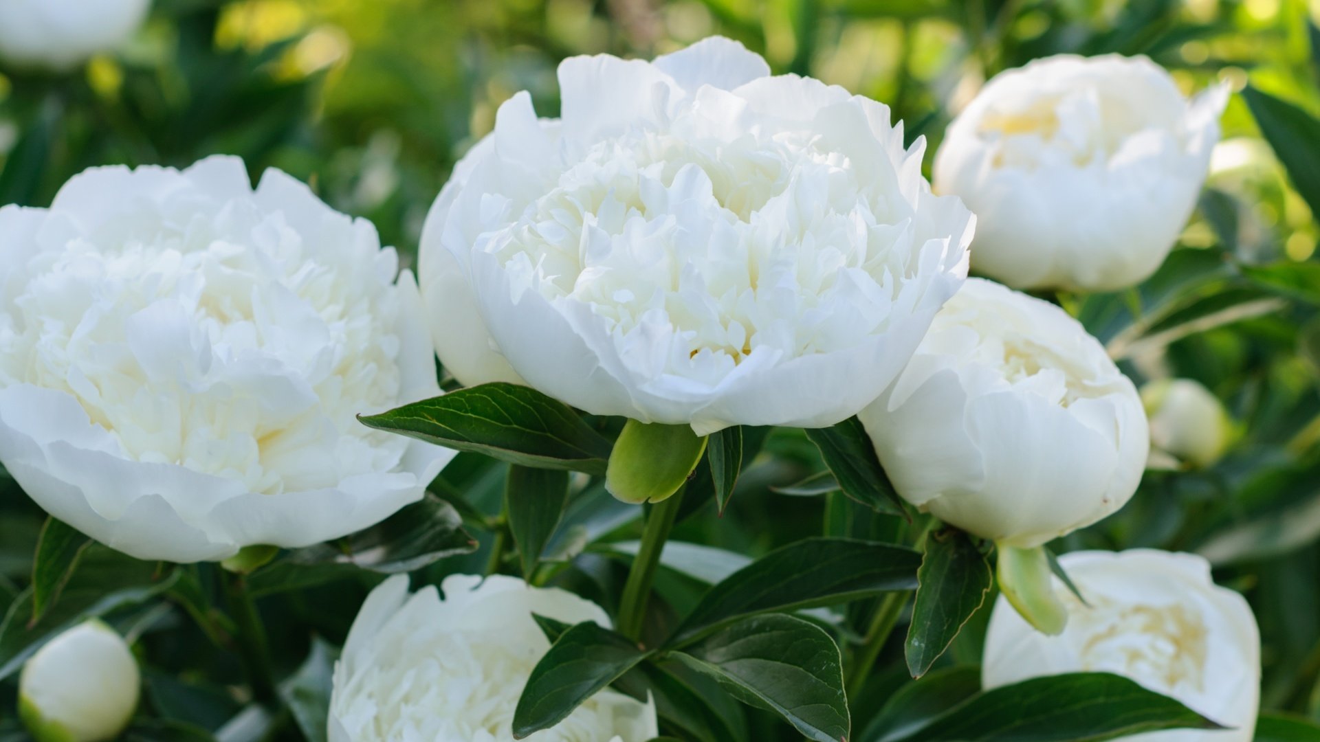 Обои макро, белый, пионы, macro, white, peonies разрешение 3000x1964 Загрузить