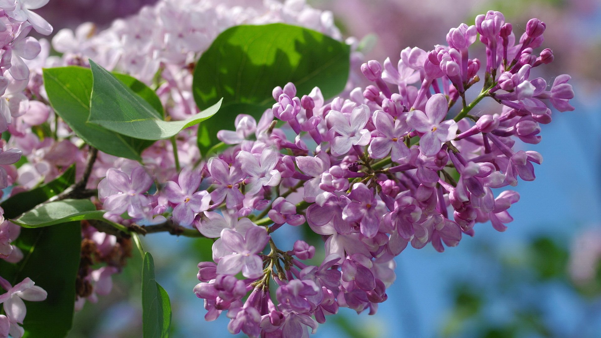 Обои небо, макро, сирень, the sky, macro, lilac разрешение 2232x1484 Загрузить