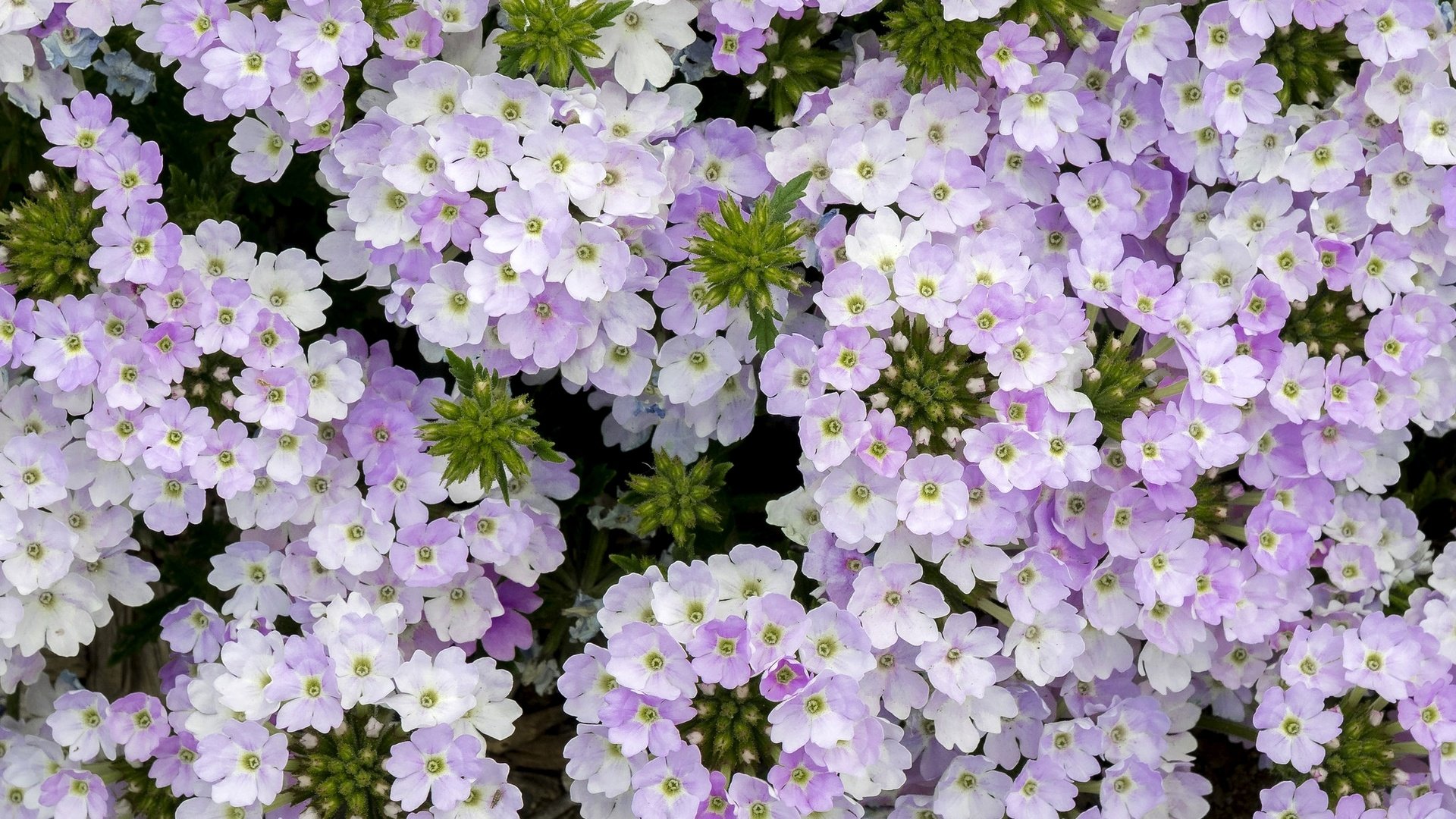 Обои цветы, макро, сиреневые, вербена, голубиная трава, flowers, macro, lilac, verbena, pigeon grass разрешение 2048x1324 Загрузить