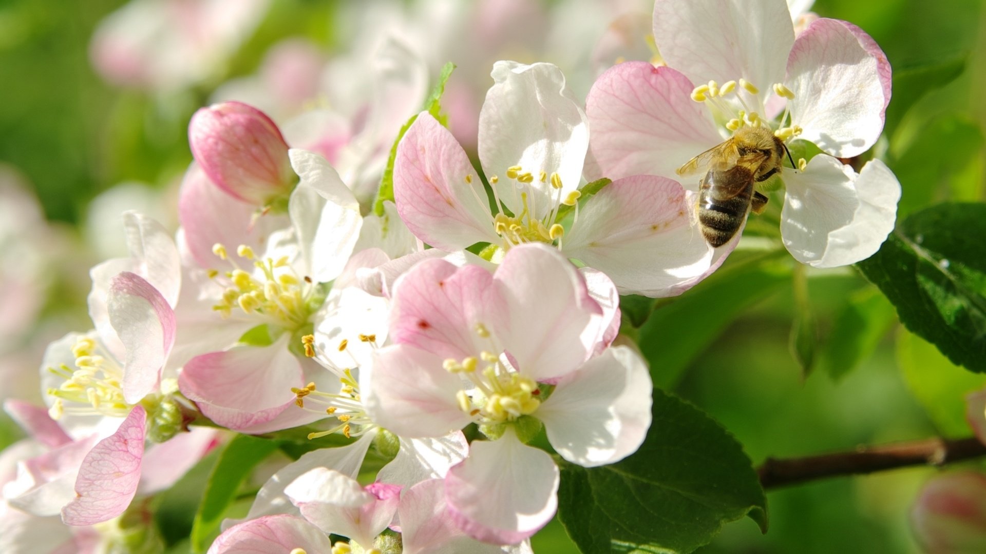 Обои цветение, макро, весна, яблоня, пчела, flowering, macro, spring, apple, bee разрешение 2000x1403 Загрузить