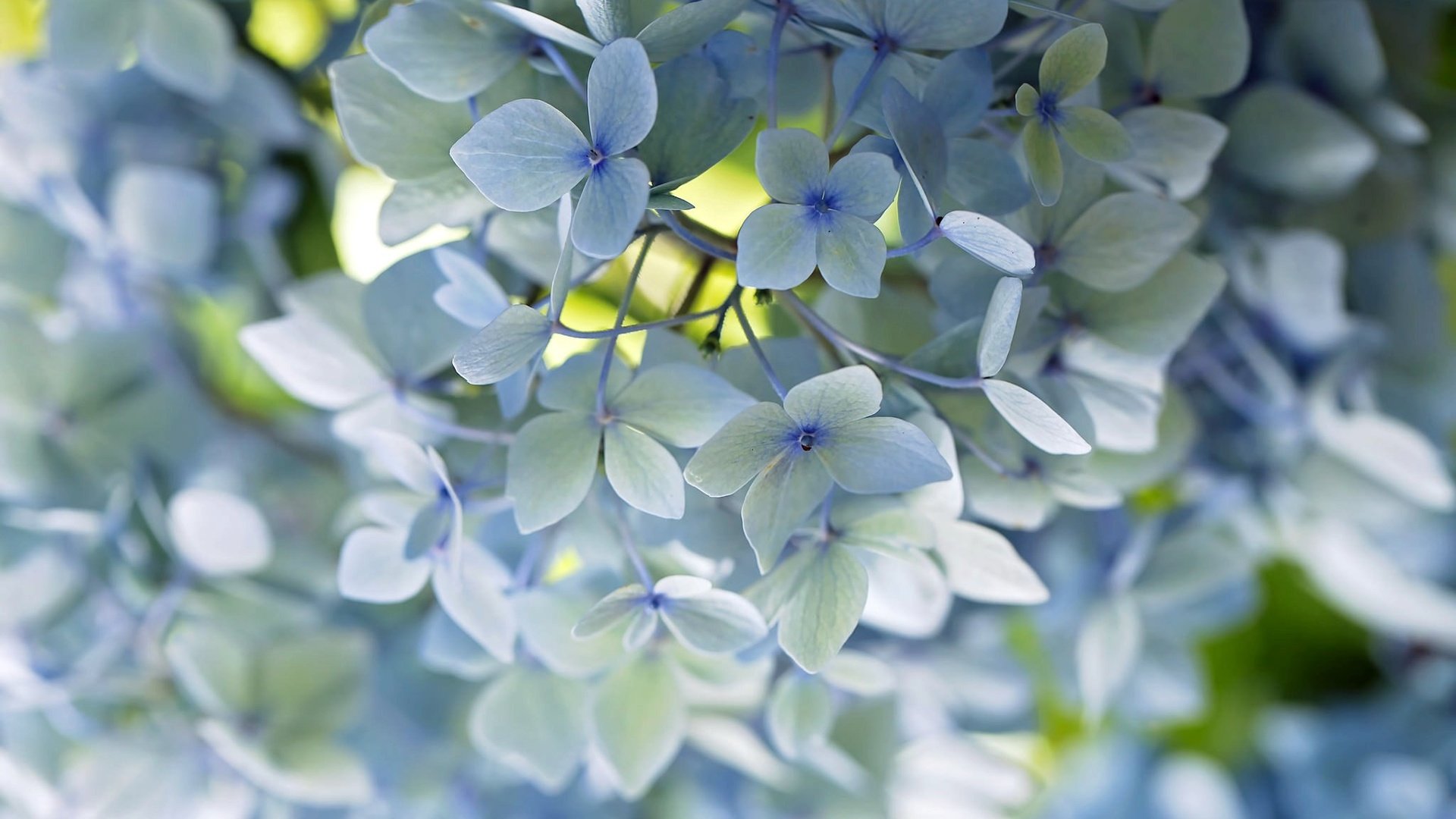 Обои цветы, макро, лепестки, голубой, нежность, гортензия, flowers, macro, petals, blue, tenderness, hydrangea разрешение 2048x1365 Загрузить