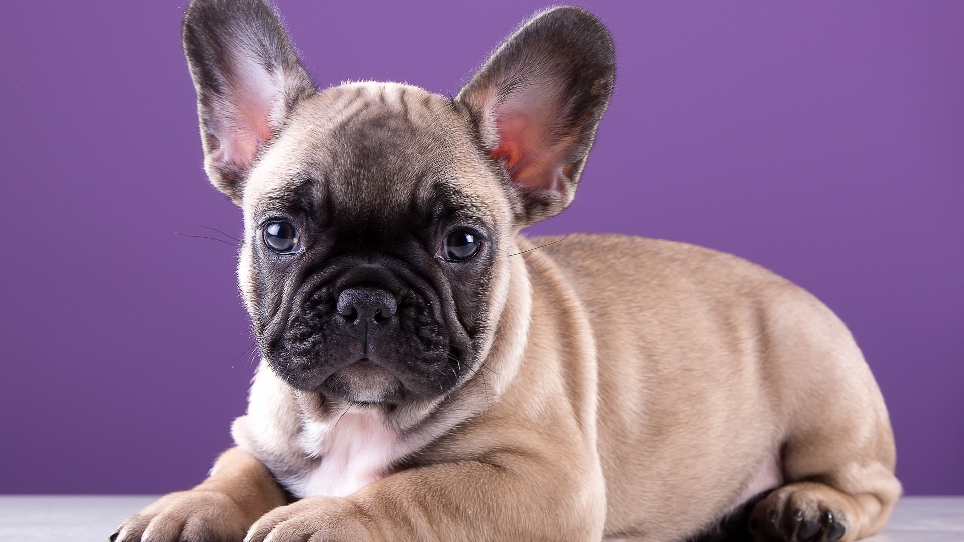 Обои щенок, порода, милый, французский бульдог, puppy, breed, cute, french bulldog разрешение 3000x1959 Загрузить