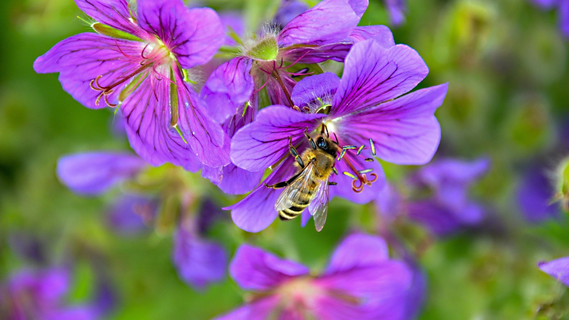 Обои цветы, природа, насекомое, пчела, robin hamann, flowers, nature, insect, bee разрешение 4928x3264 Загрузить