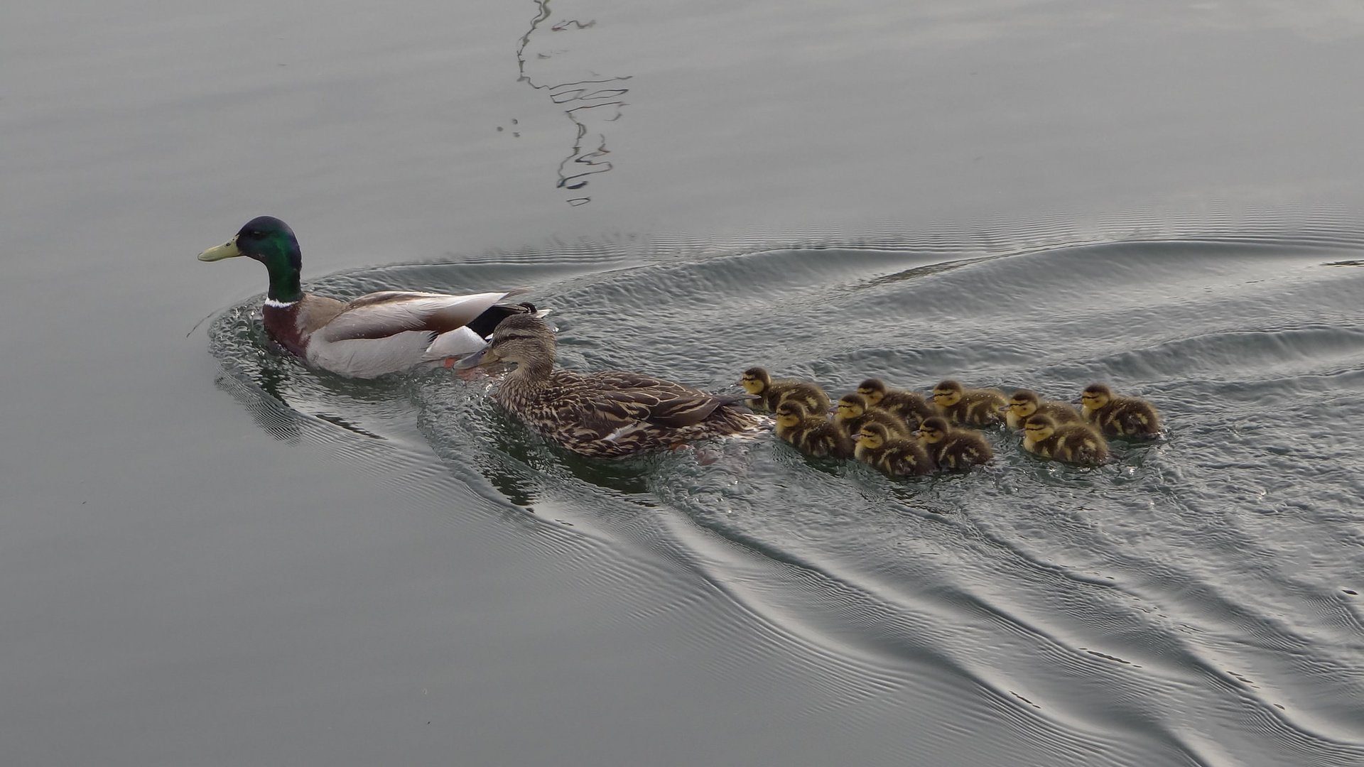 Обои вода, озеро, птицы, семья, утята, утка, water, lake, birds, family, ducklings, duck разрешение 2048x1152 Загрузить