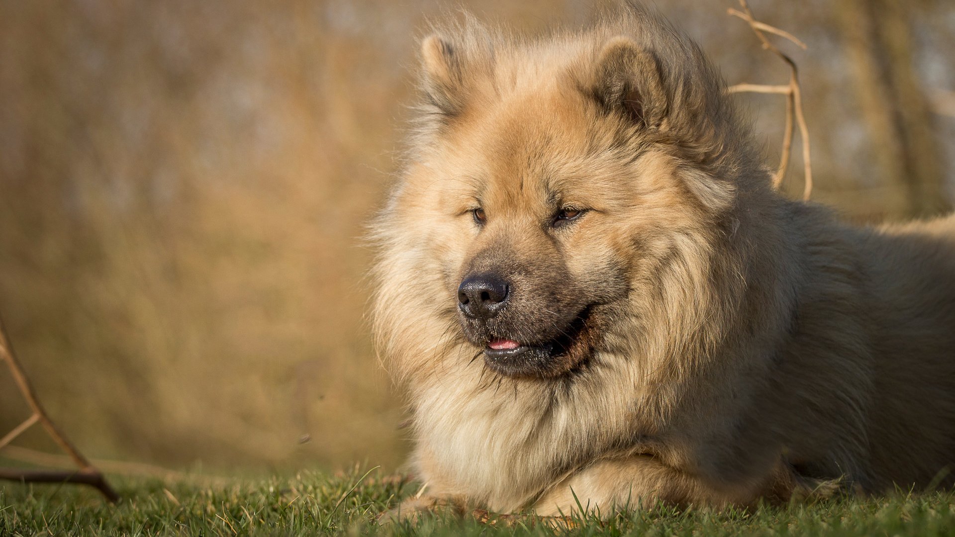 Обои трава, мордочка, взгляд, собака, пес, евразиер, grass, muzzle, look, dog, the eurasier разрешение 2000x1325 Загрузить