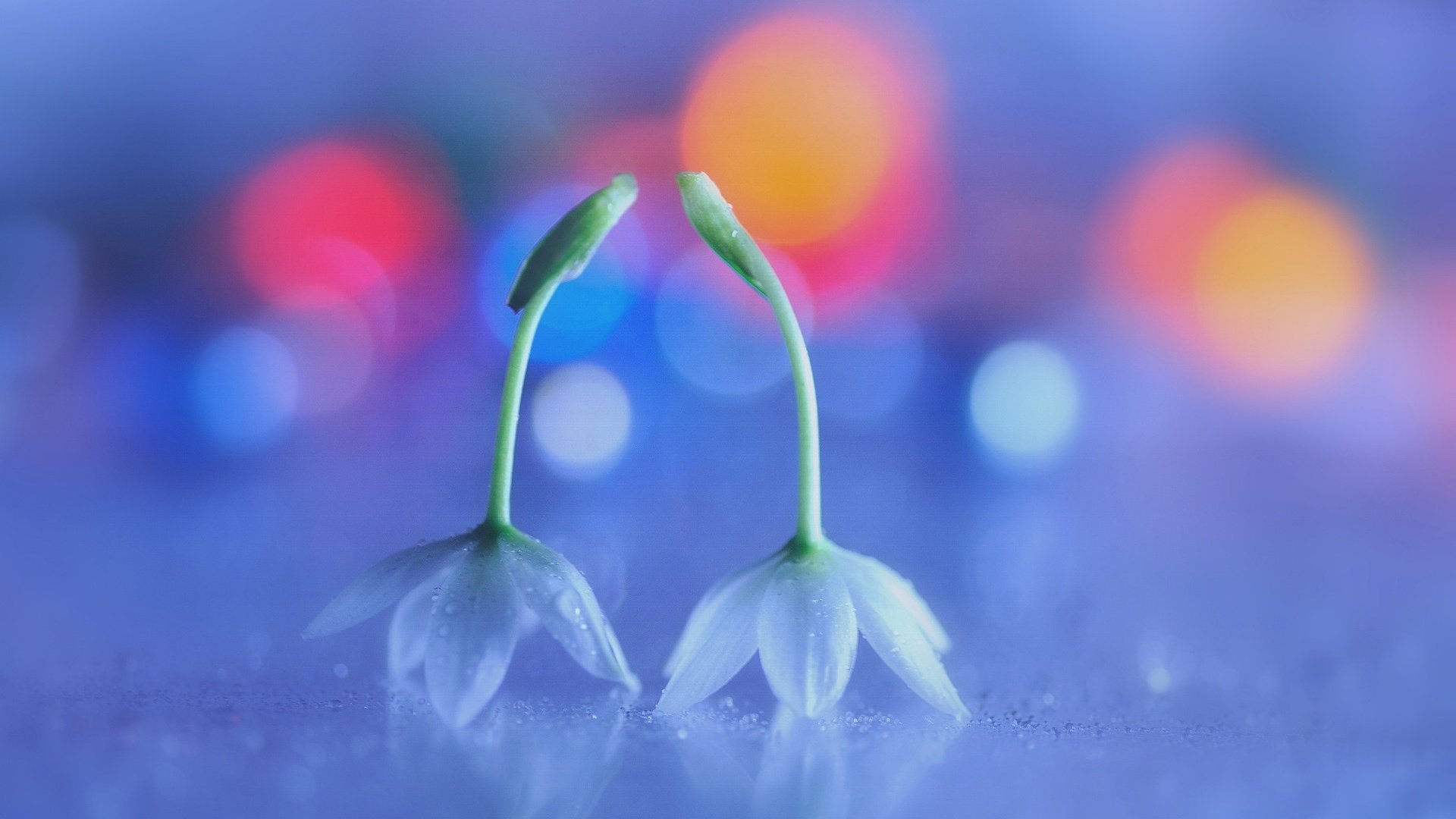 Обои цветы, макро, белые, боке, flowers, macro, white, bokeh разрешение 2048x1362 Загрузить