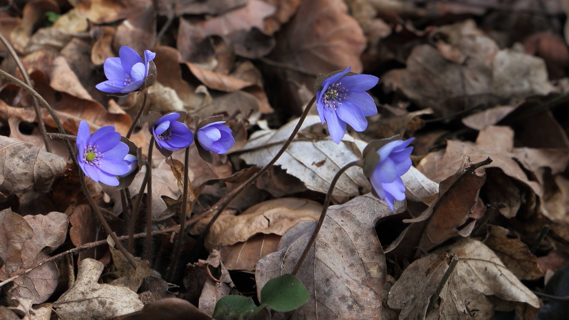 Обои цветы, природа, весна, печёночница, перелеска, hepatica nobilis, flowers, nature, spring, pechenocna, the coppice разрешение 1998x1336 Загрузить