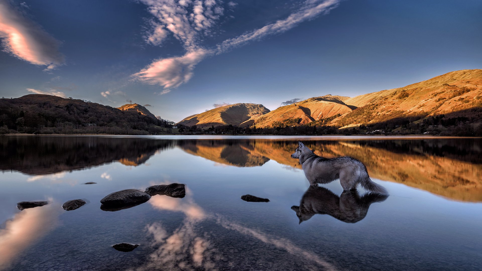 Обои озеро, grasmere lake, горы, отражение, собака, англия, хаски, озеро грасмир, камбрия, lake, mountains, reflection, dog, england, husky, lake grasmere, cumbria разрешение 2048x1366 Загрузить