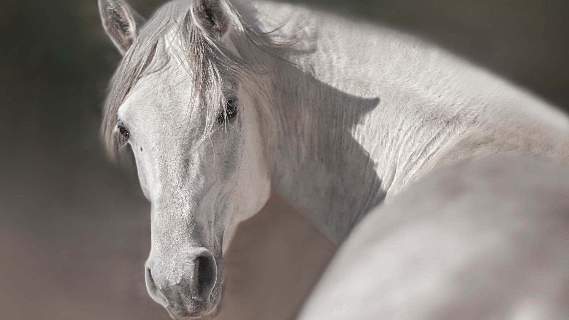 Обои лошадь, природа, фон, конь, horse, nature, background разрешение 2726x1749 Загрузить