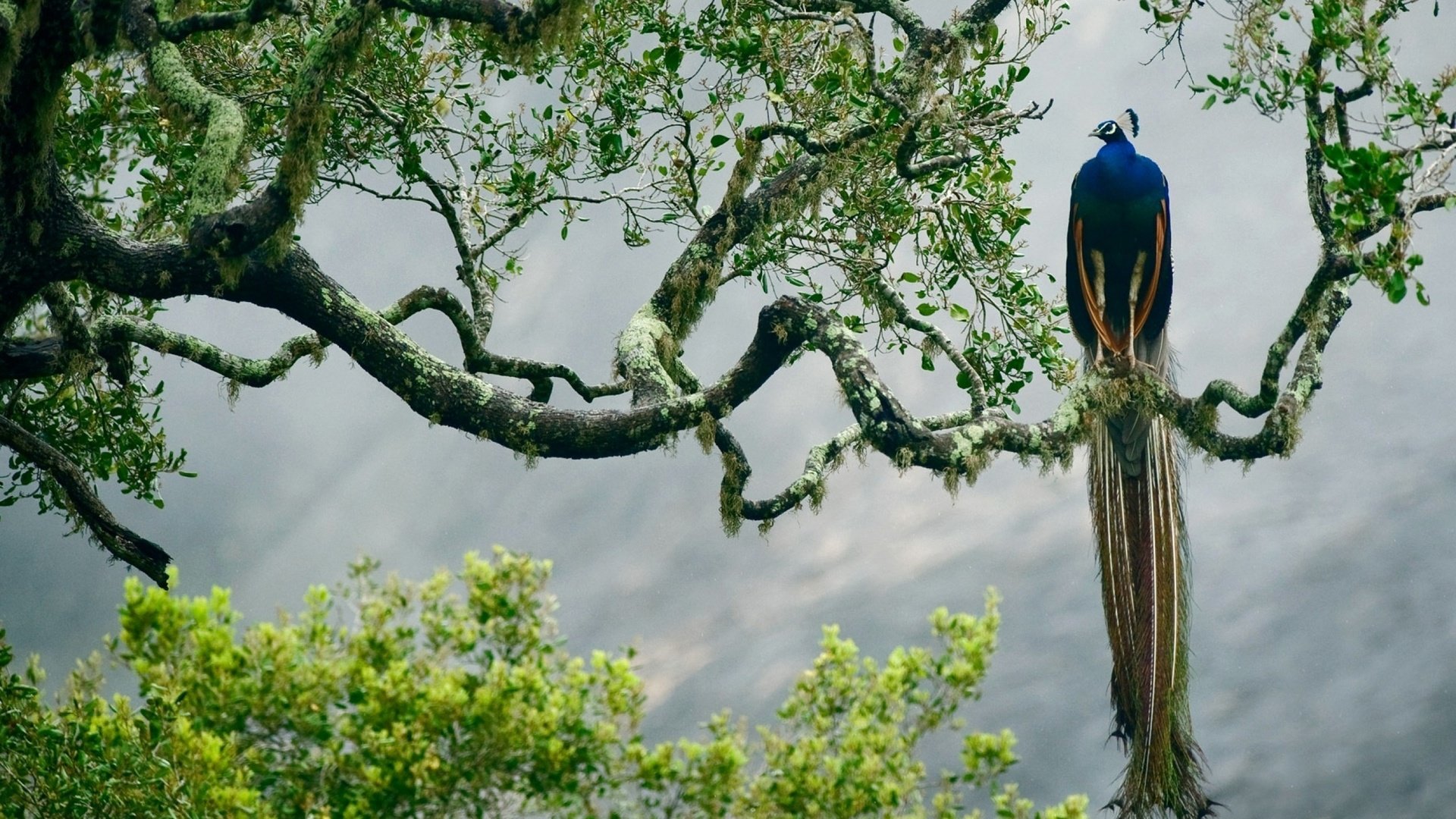 Обои птица, павлин, джунгли, изморось, красочная,     дерево, bird, peacock, jungle, mist, colorful, tree разрешение 2560x1600 Загрузить