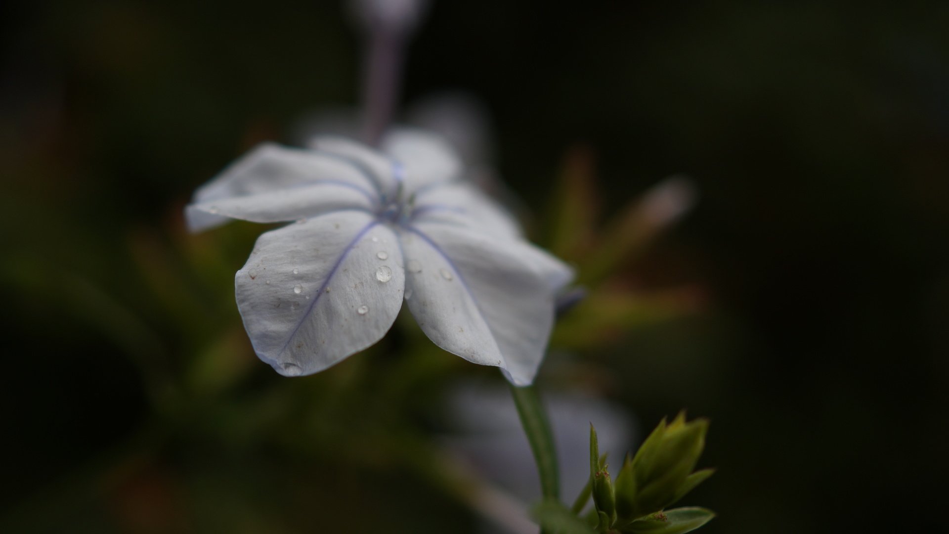 Обои фон, цветок, лепестки, белые, background, flower, petals, white разрешение 5456x3632 Загрузить