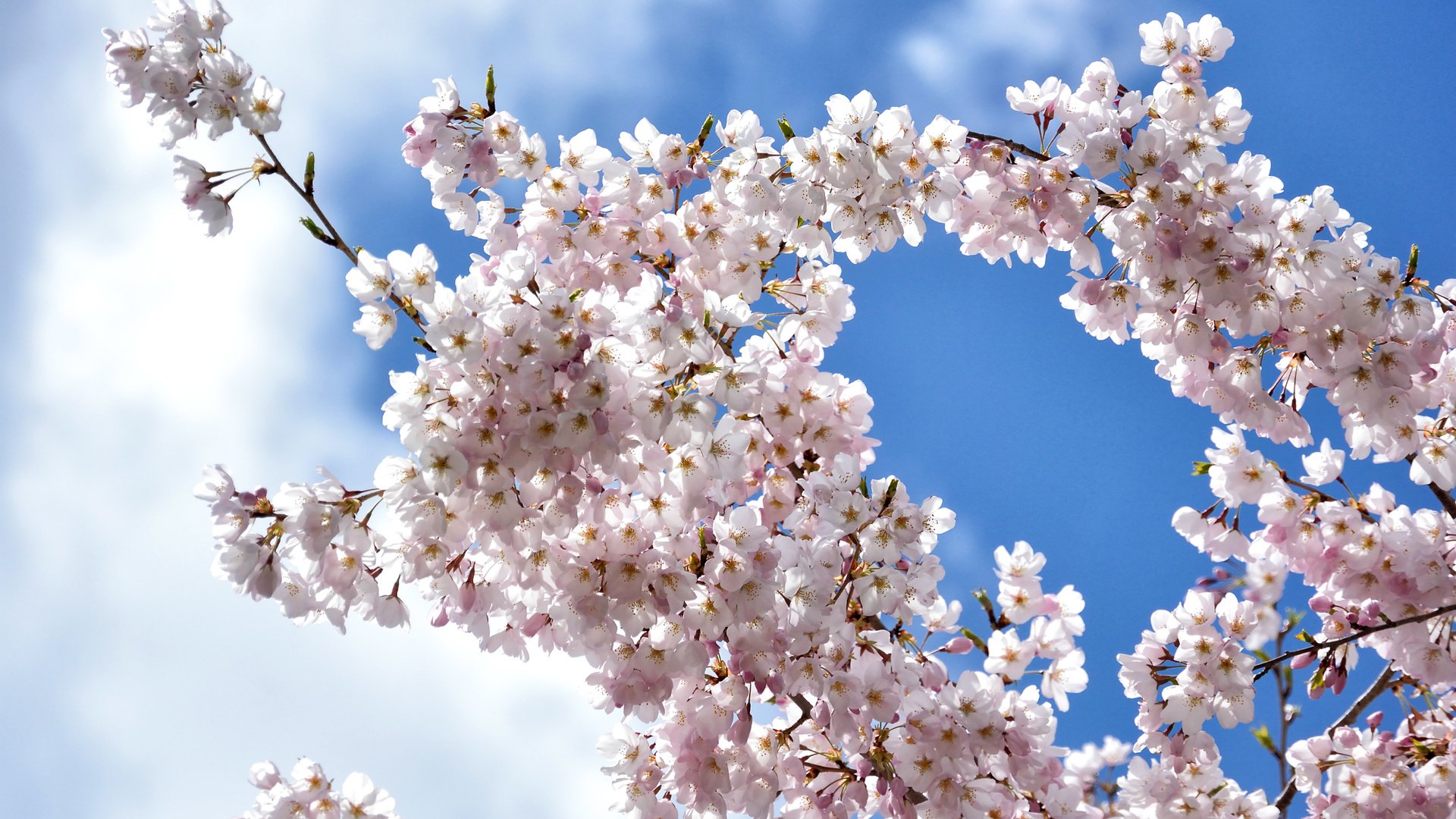 Обои небо, облака, цветение, ветки, весна, вишня, сакура, the sky, clouds, flowering, branches, spring, cherry, sakura разрешение 2400x1600 Загрузить