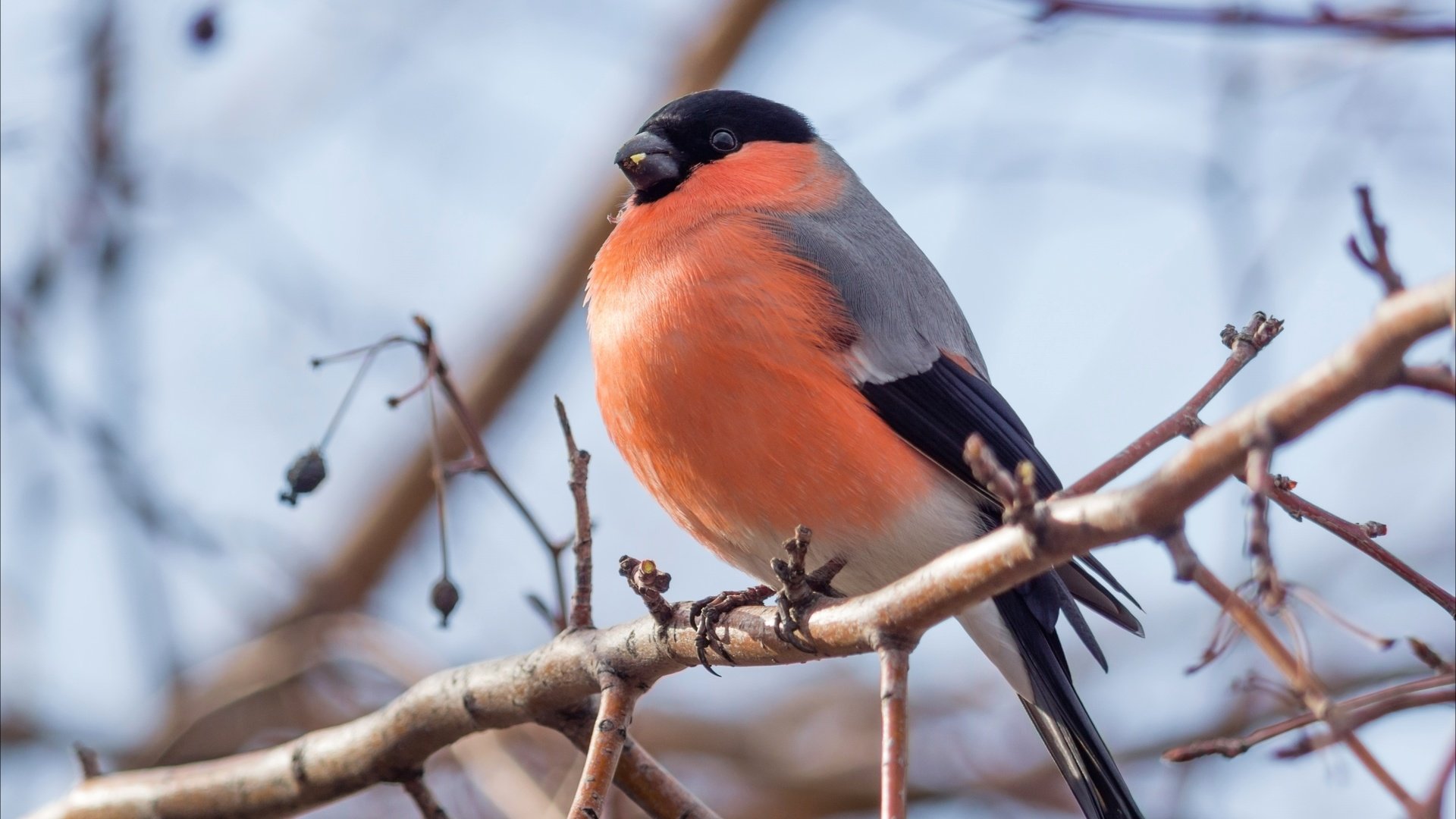 Обои ветка, птица, клюв, перья, снегирь, branch, bird, beak, feathers, bullfinch разрешение 2400x1600 Загрузить