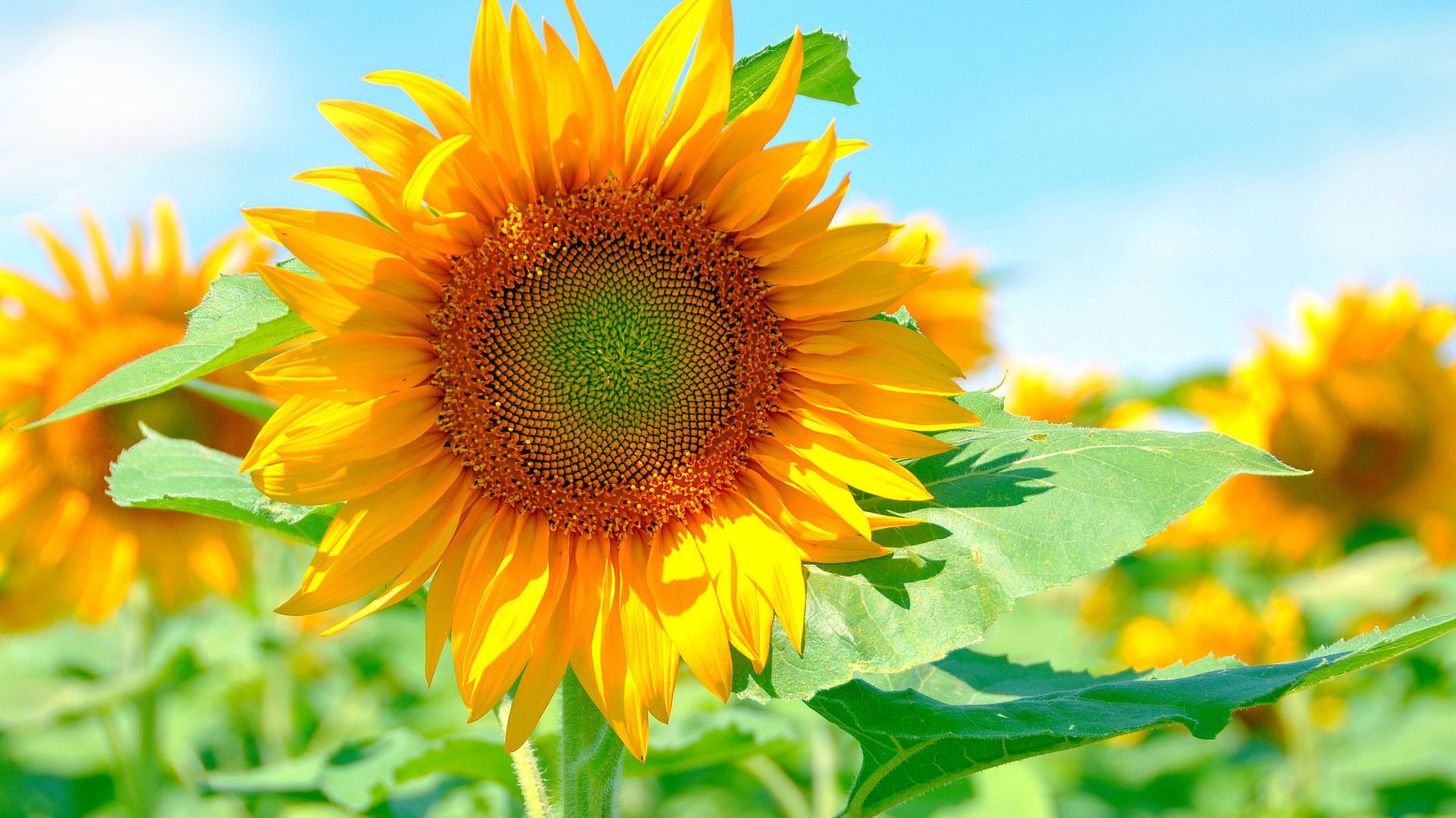 Обои солнце, желтый, лепестки, подсолнух, яркий, the sun, yellow, petals, sunflower, bright разрешение 2048x1360 Загрузить