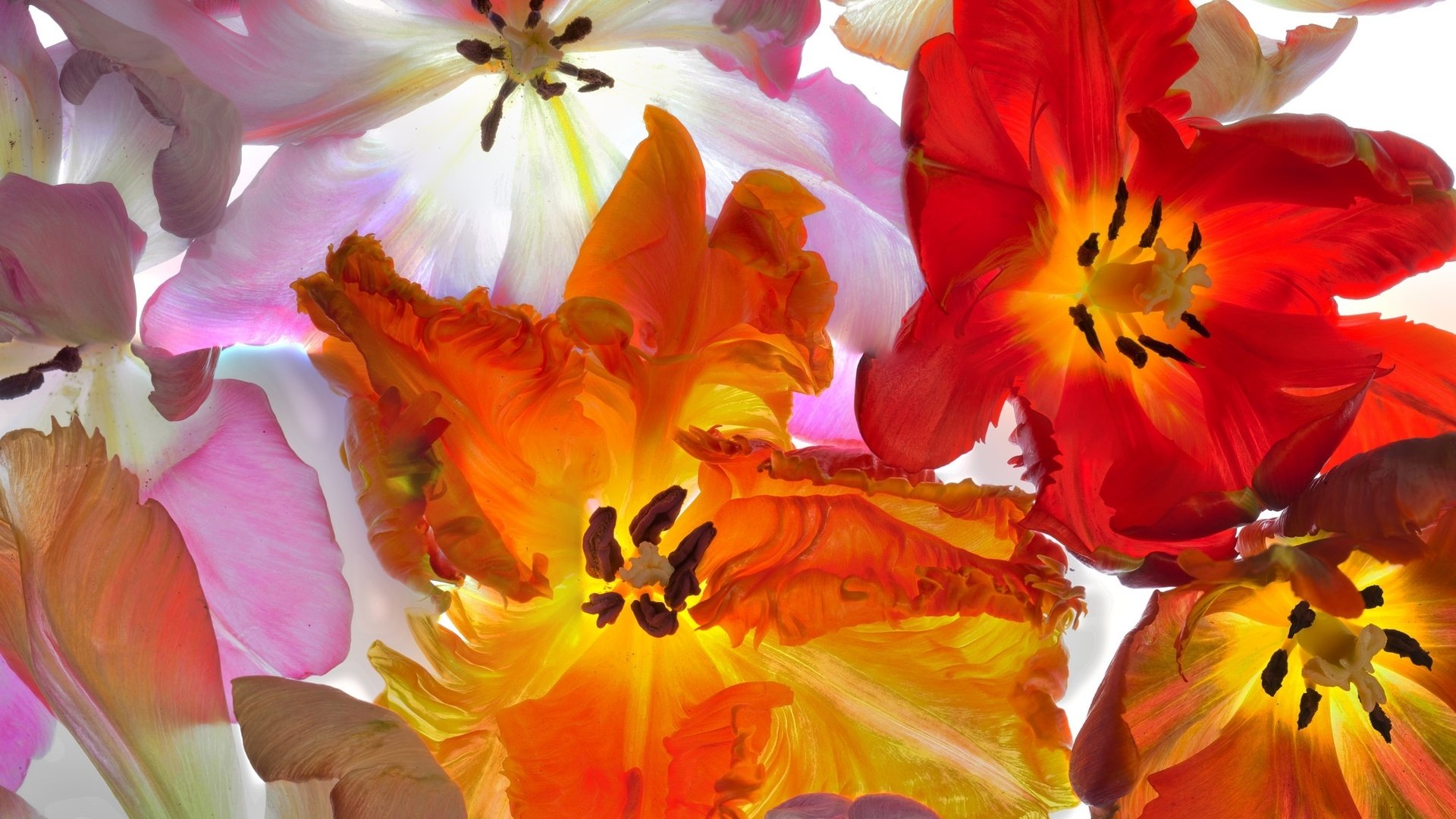 Обои макро, лепестки, тюльпаны, macro, petals, tulips разрешение 2048x1404 Загрузить