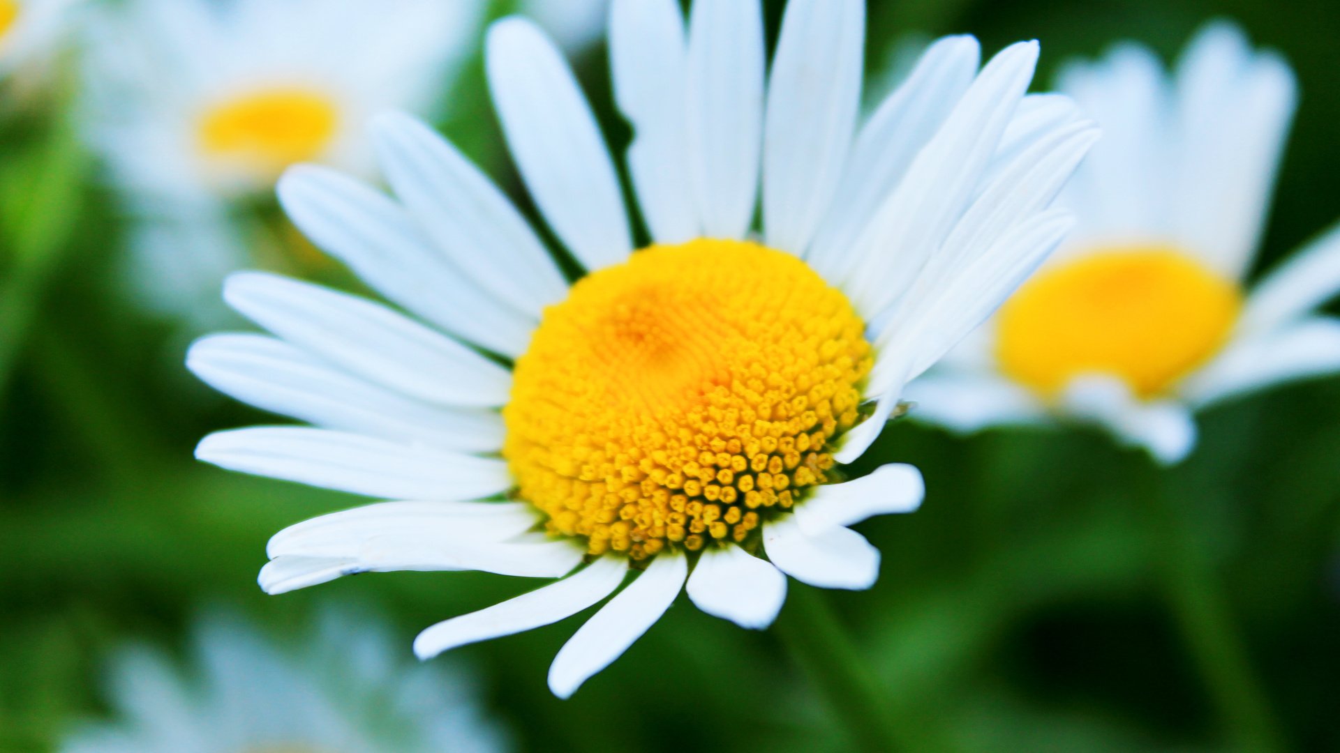 Обои цветы, лето, лепестки, ромашки, белые, flowers, summer, petals, chamomile, white разрешение 4272x2848 Загрузить