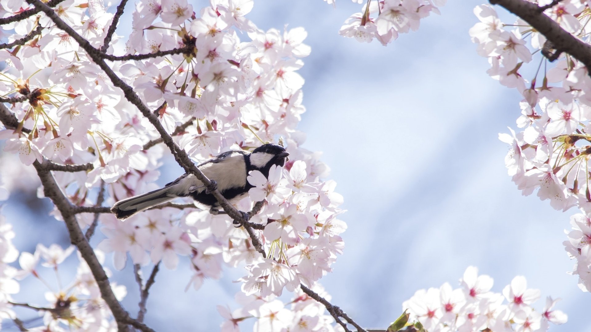 Обои дерево, птица, весна, вишня, сакура, синица, tree, bird, spring, cherry, sakura, tit разрешение 2048x1357 Загрузить
