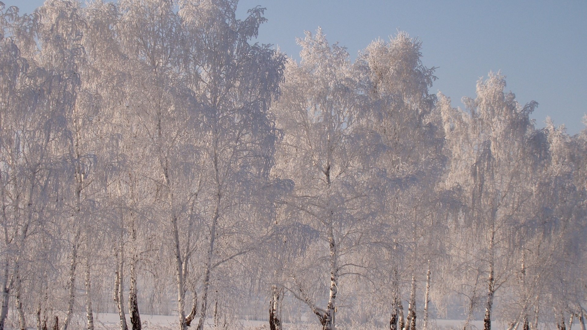 Обои снег, зима, березы, иней, snow, winter, birch, frost разрешение 1920x1331 Загрузить