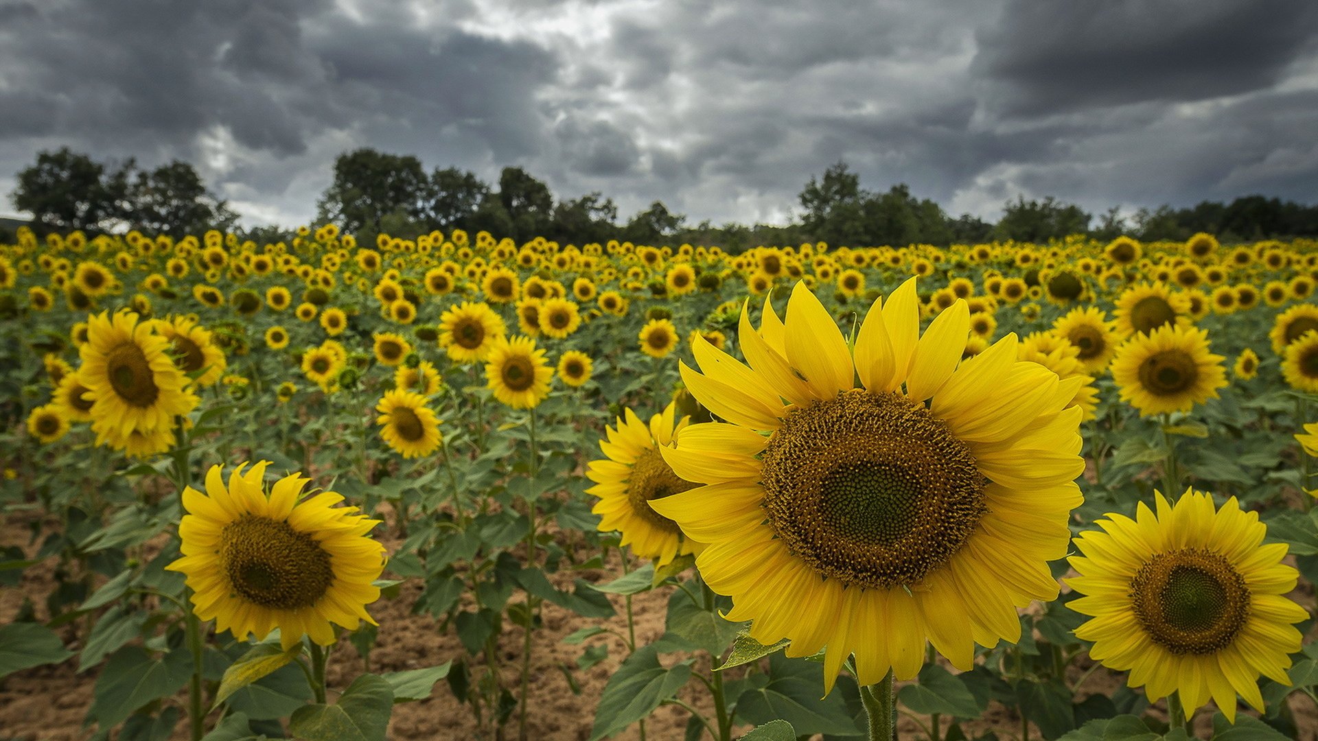 Обои цветы, природа, лето, подсолнухи, желтые лепестки, flowers, nature, summer, sunflowers, yellow petals разрешение 1920x1275 Загрузить