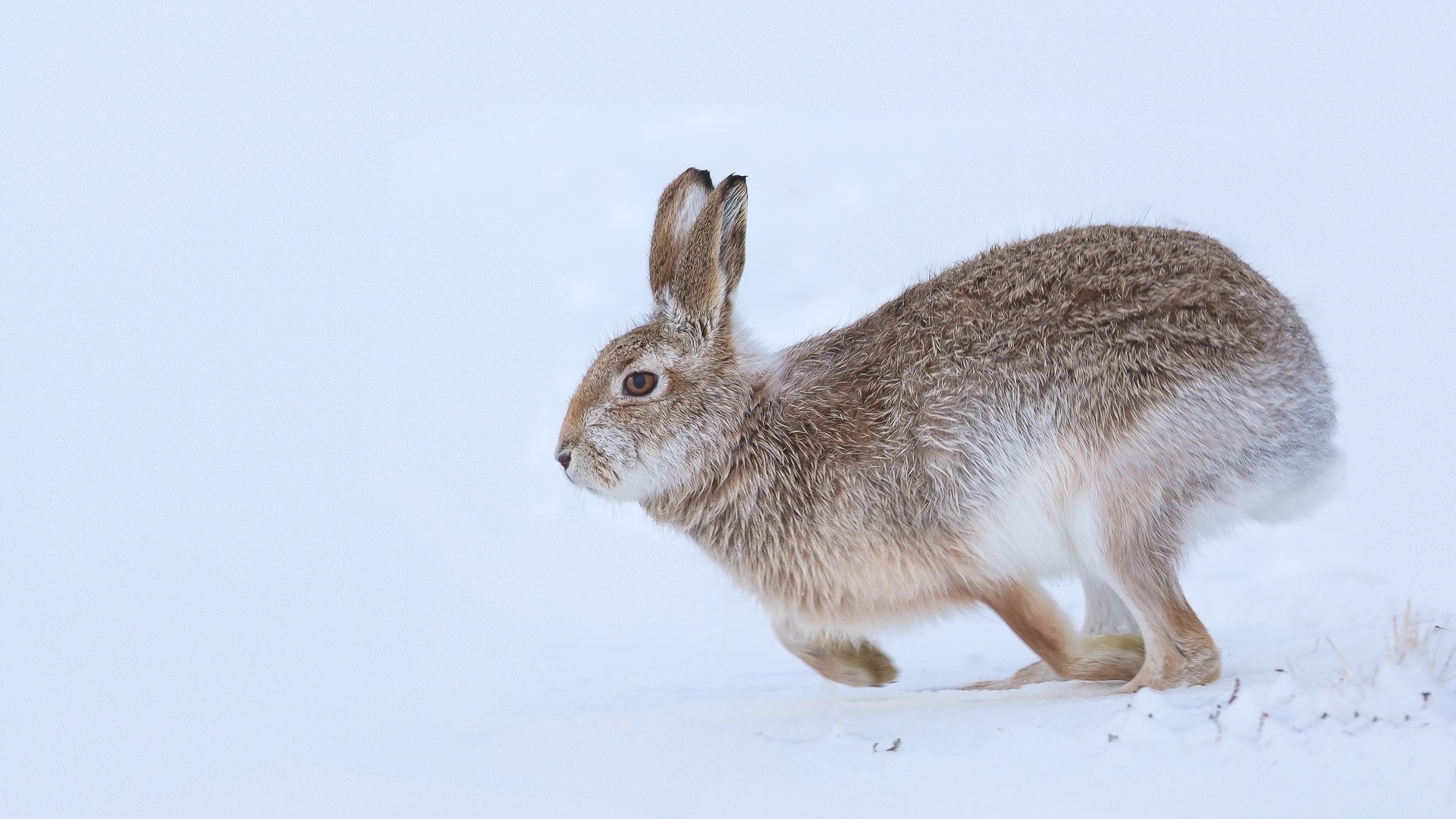 Обои снег, природа, зима, ушки, заяц, snow, nature, winter, ears, hare разрешение 2048x1301 Загрузить