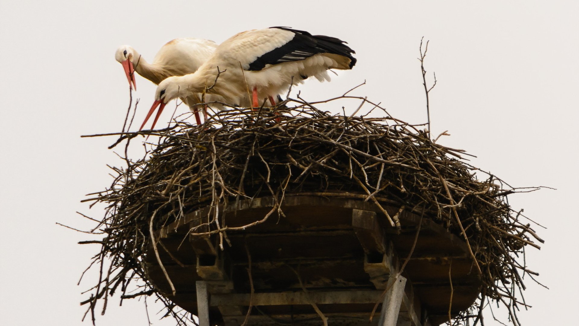 Обои природа, птицы, клюв, перья, гнездо, аисты, белый аист, nature, birds, beak, feathers, socket, storks разрешение 2000x1333 Загрузить