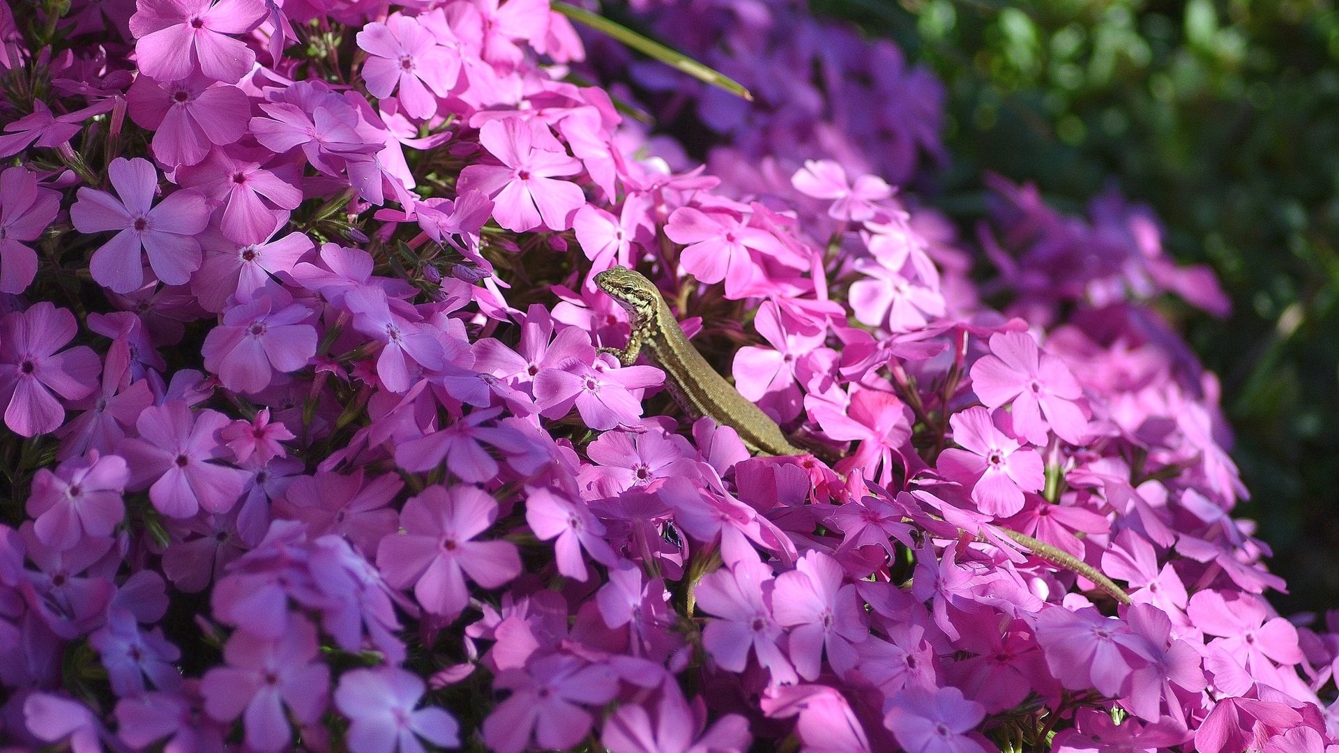 Обои свет, цветы, тень, ящерица, розовые, флоксы, light, flowers, shadow, lizard, pink, phlox разрешение 2048x1365 Загрузить