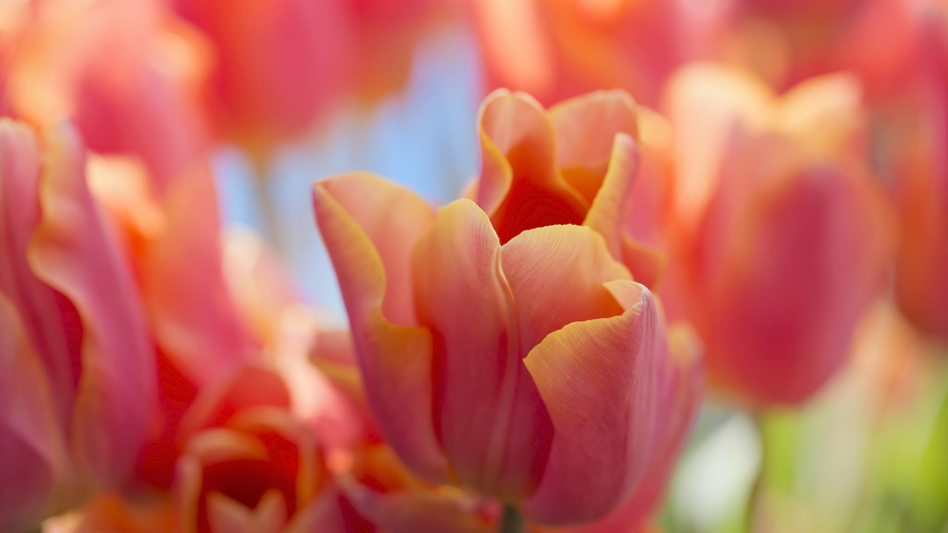 Обои макро, красные, тюльпаны, macro, red, tulips разрешение 2048x1365 Загрузить