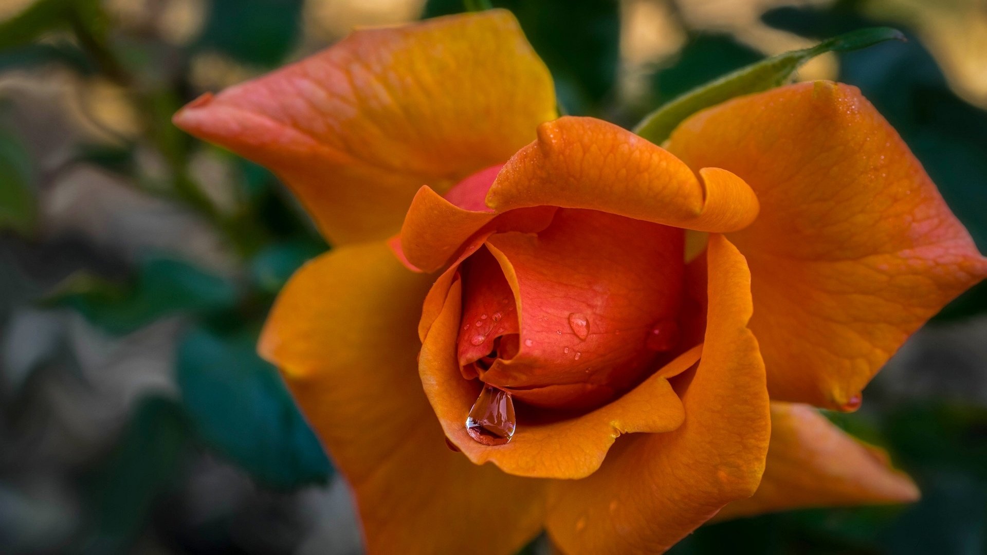 Обои макро, капли, роза, лепестки, бутон, macro, drops, rose, petals, bud разрешение 2048x1356 Загрузить