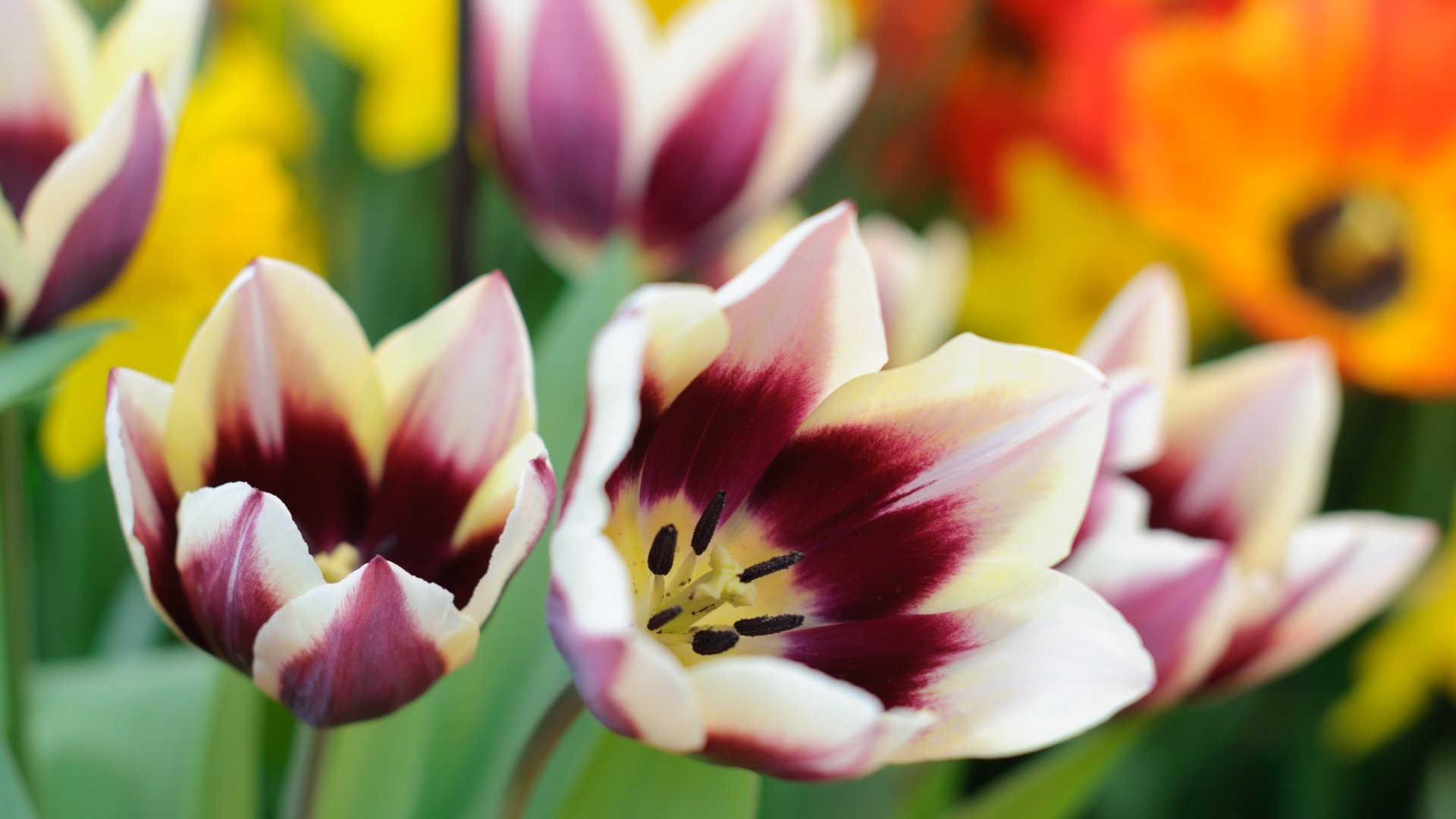 Обои макро, лепестки, тюльпаны, пестрые, macro, petals, tulips, motley разрешение 3000x1993 Загрузить