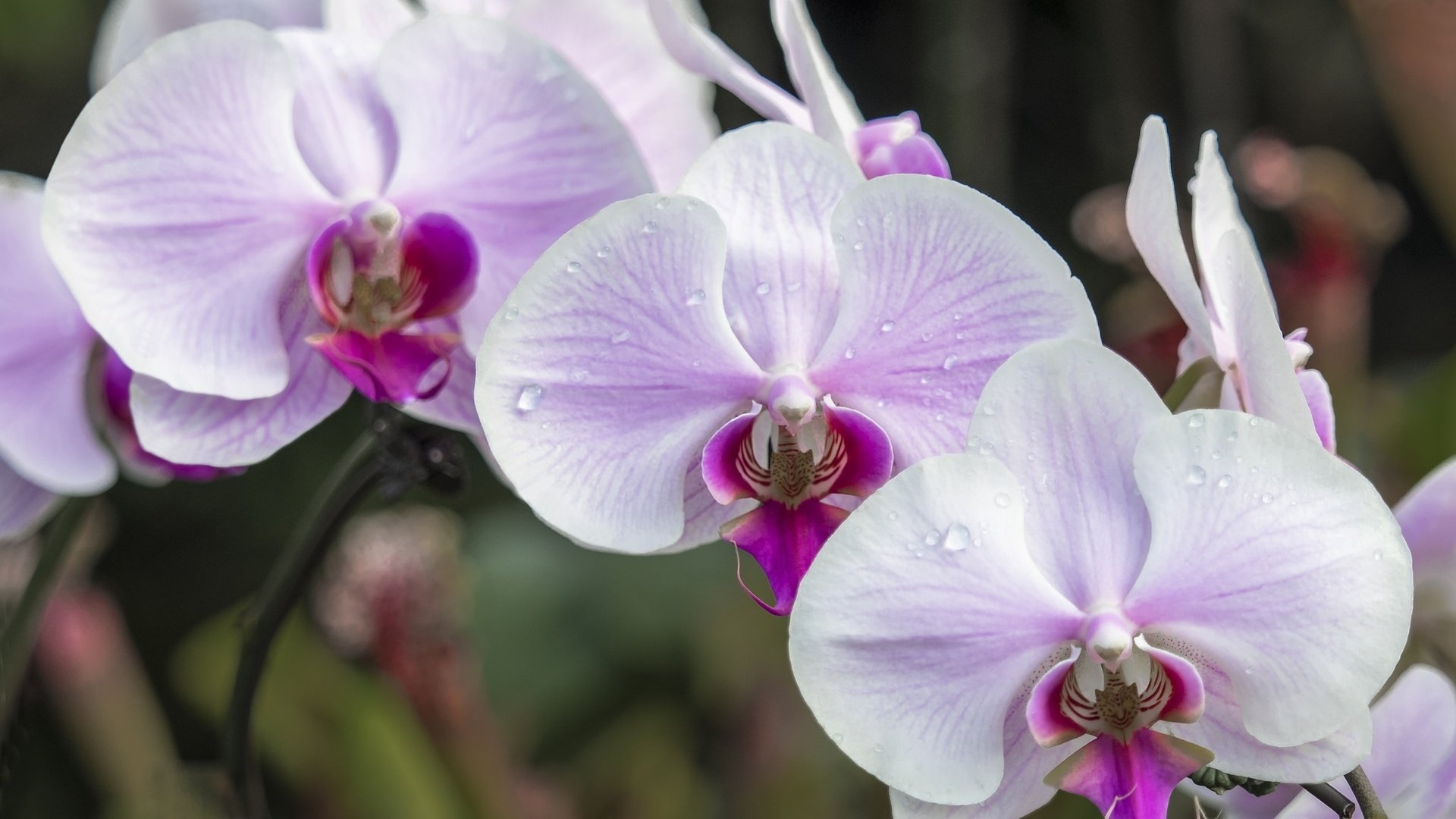 Обои макро, розовый, нежность, орхидея, macro, pink, tenderness, orchid разрешение 2048x1334 Загрузить