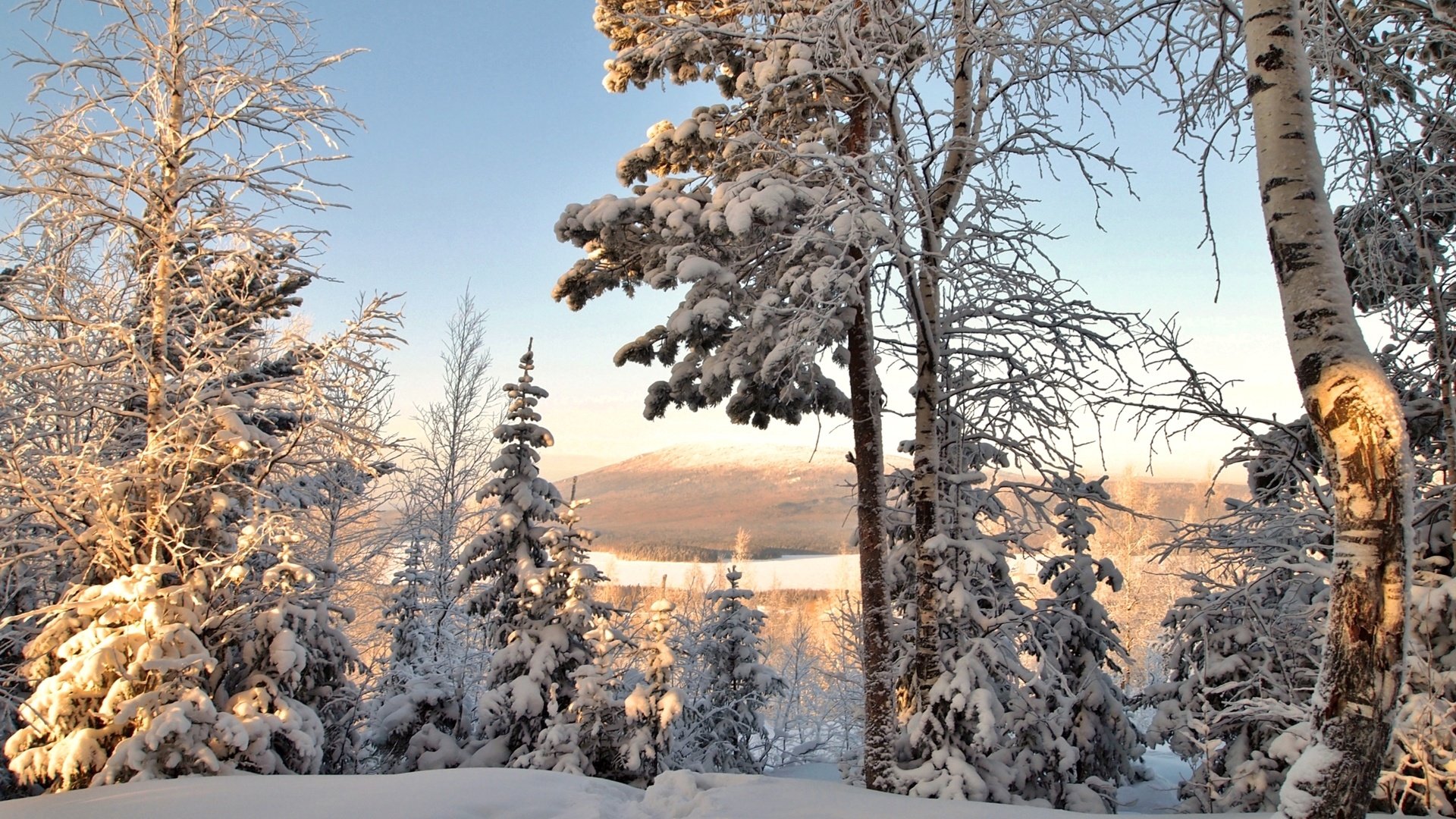 Обои деревья, снег, зима, ель, береза, trees, snow, winter, spruce, birch разрешение 2400x1570 Загрузить