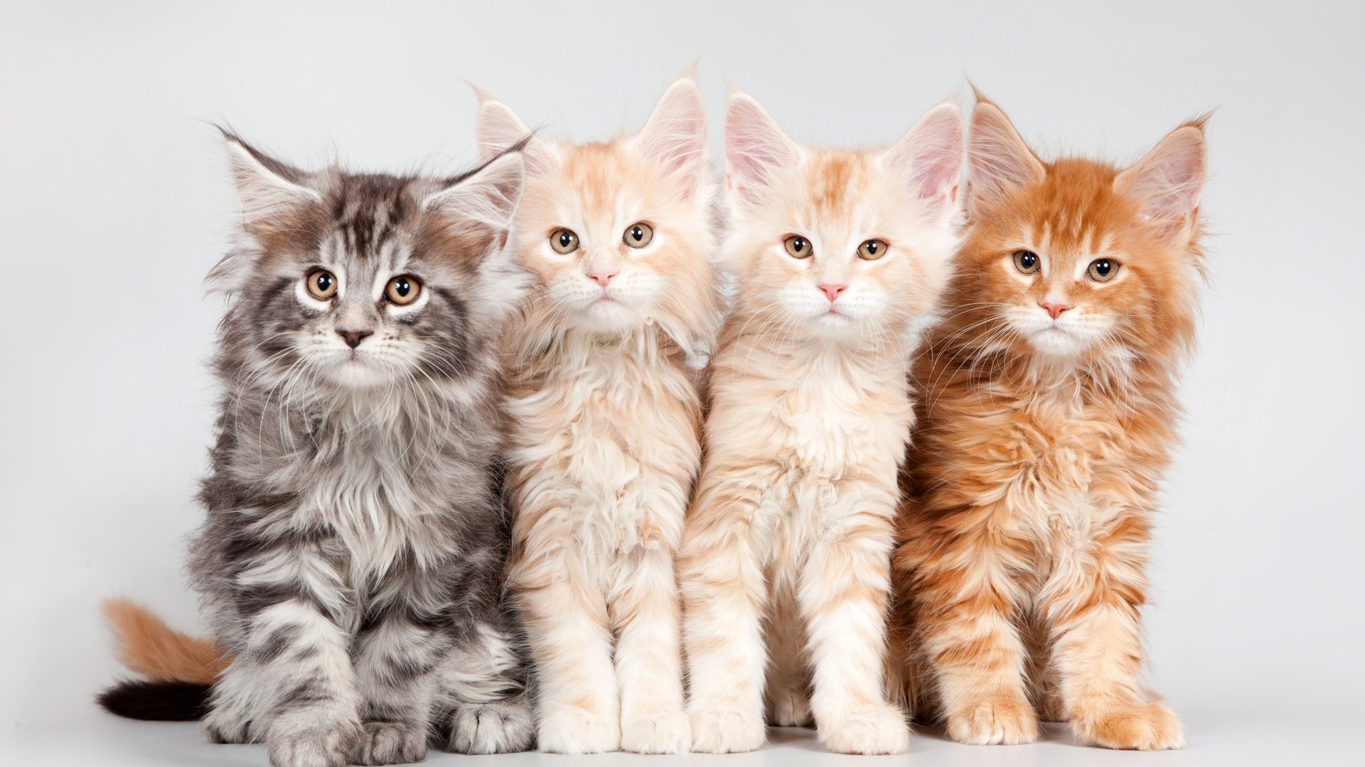 Обои котята, квартет, мейн-кун, kittens, quartet, maine coon разрешение 3000x1852 Загрузить