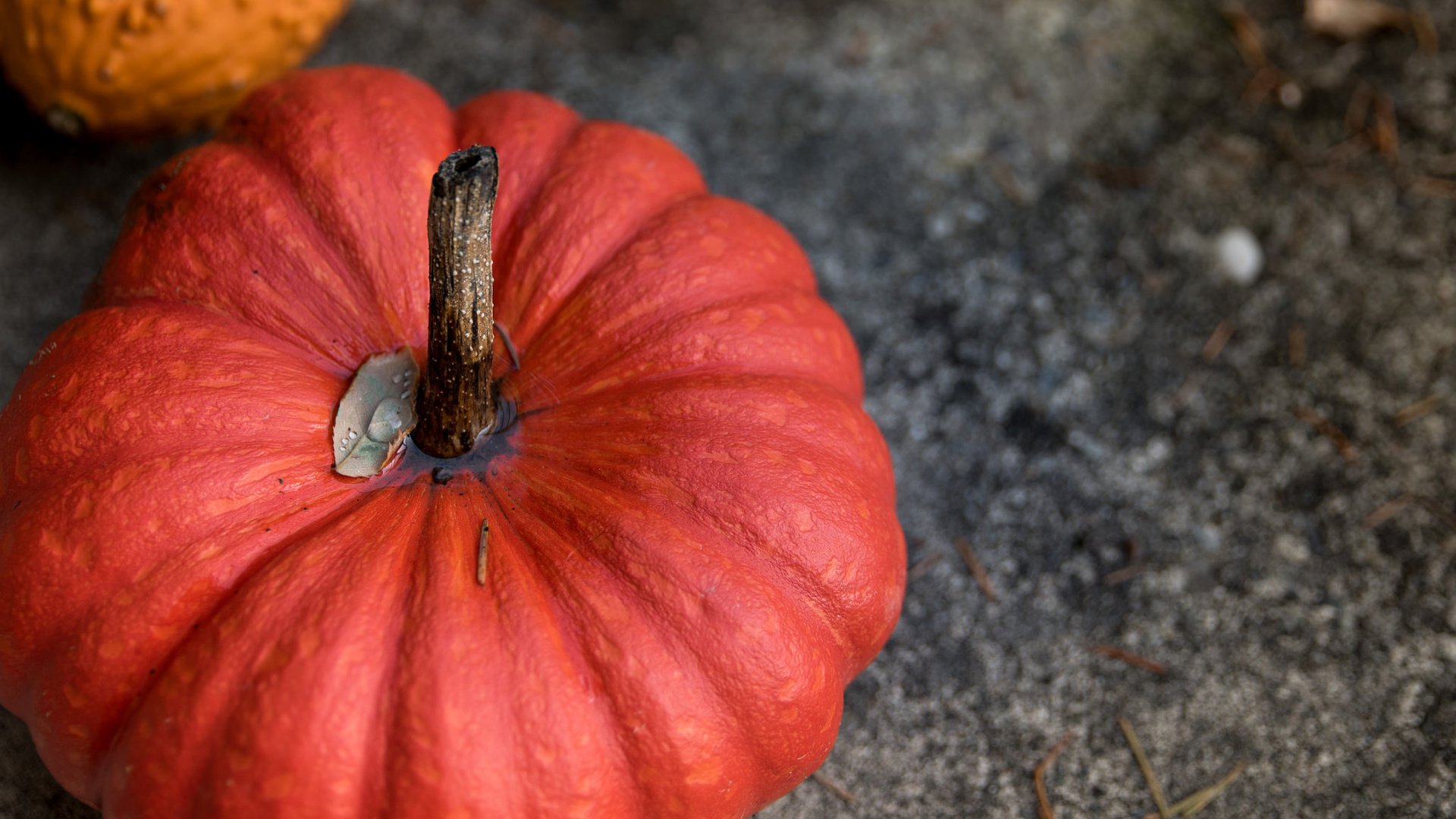 Обои урожай, овощи, тыква, harvest, vegetables, pumpkin разрешение 2048x1365 Загрузить