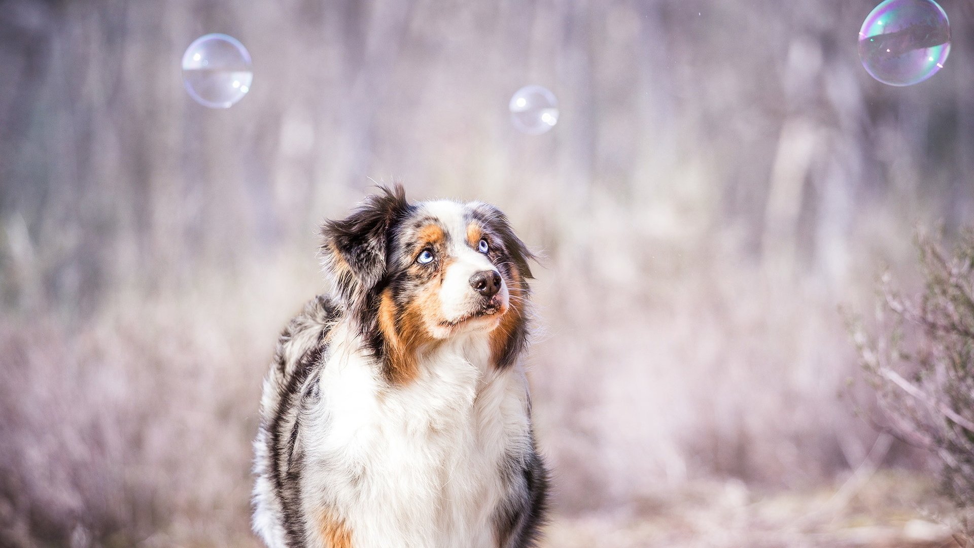 Обои взгляд, пузыри, собака, друг, австралийская овчарка, look, bubbles, dog, each, australian shepherd разрешение 1999x1261 Загрузить
