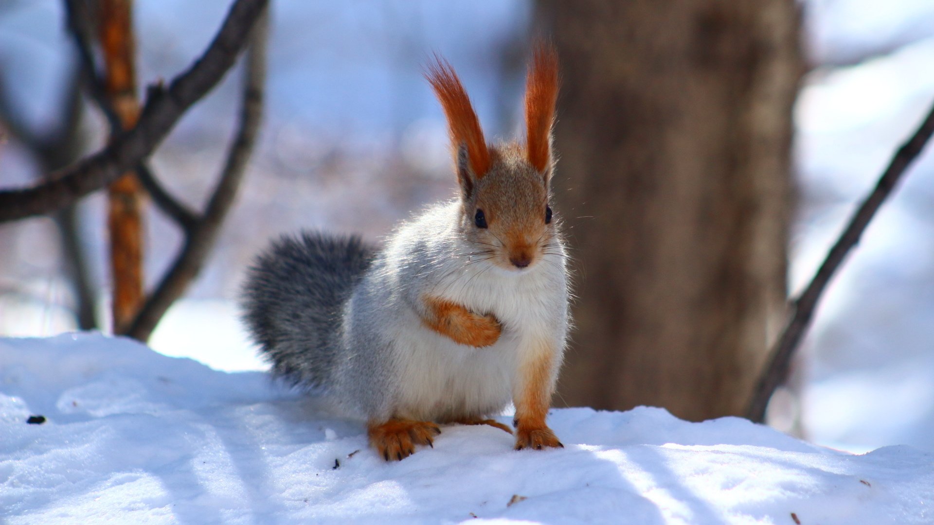 Обои снег, зима, животное, белка, зверек, белочка, грызун, snow, winter, animal, protein, squirrel, rodent разрешение 1920x1280 Загрузить