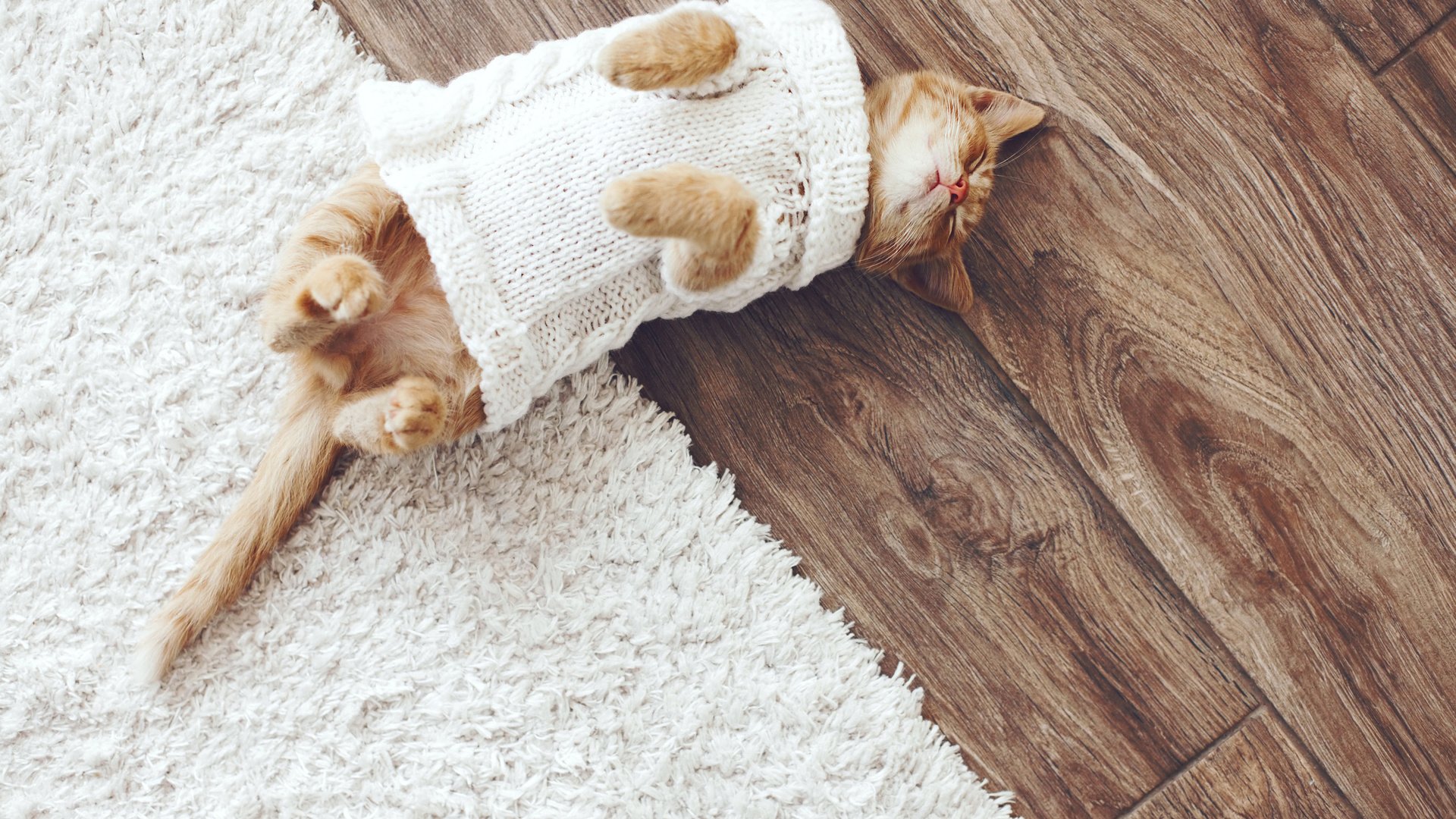 Обои кот, кошка, сон, ковер, свитер, cat, sleep, carpet, sweater разрешение 3024x2016 Загрузить