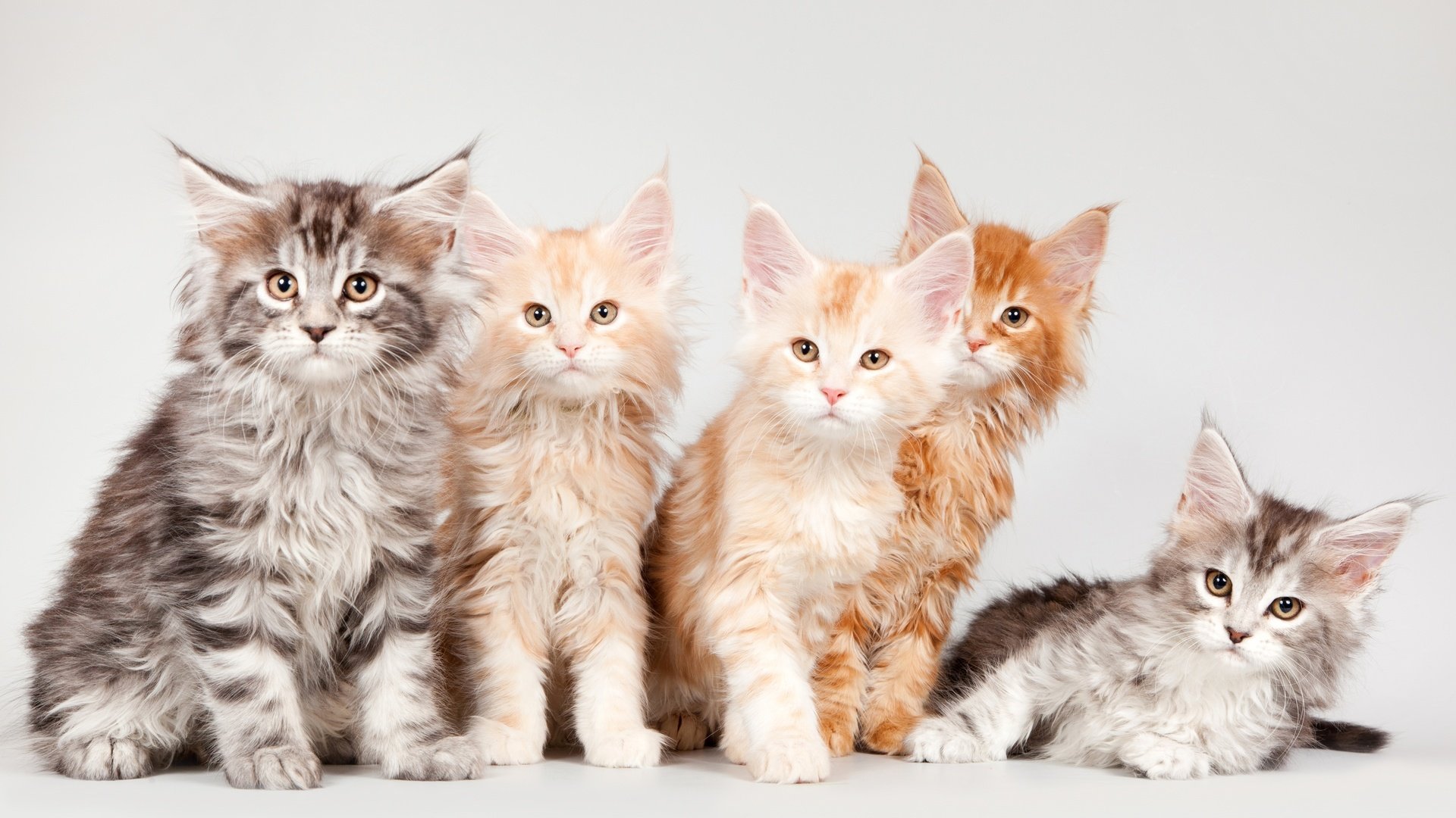 Обои котята, мейн-кун, квинтет, kittens, maine coon, quintet разрешение 3300x1960 Загрузить