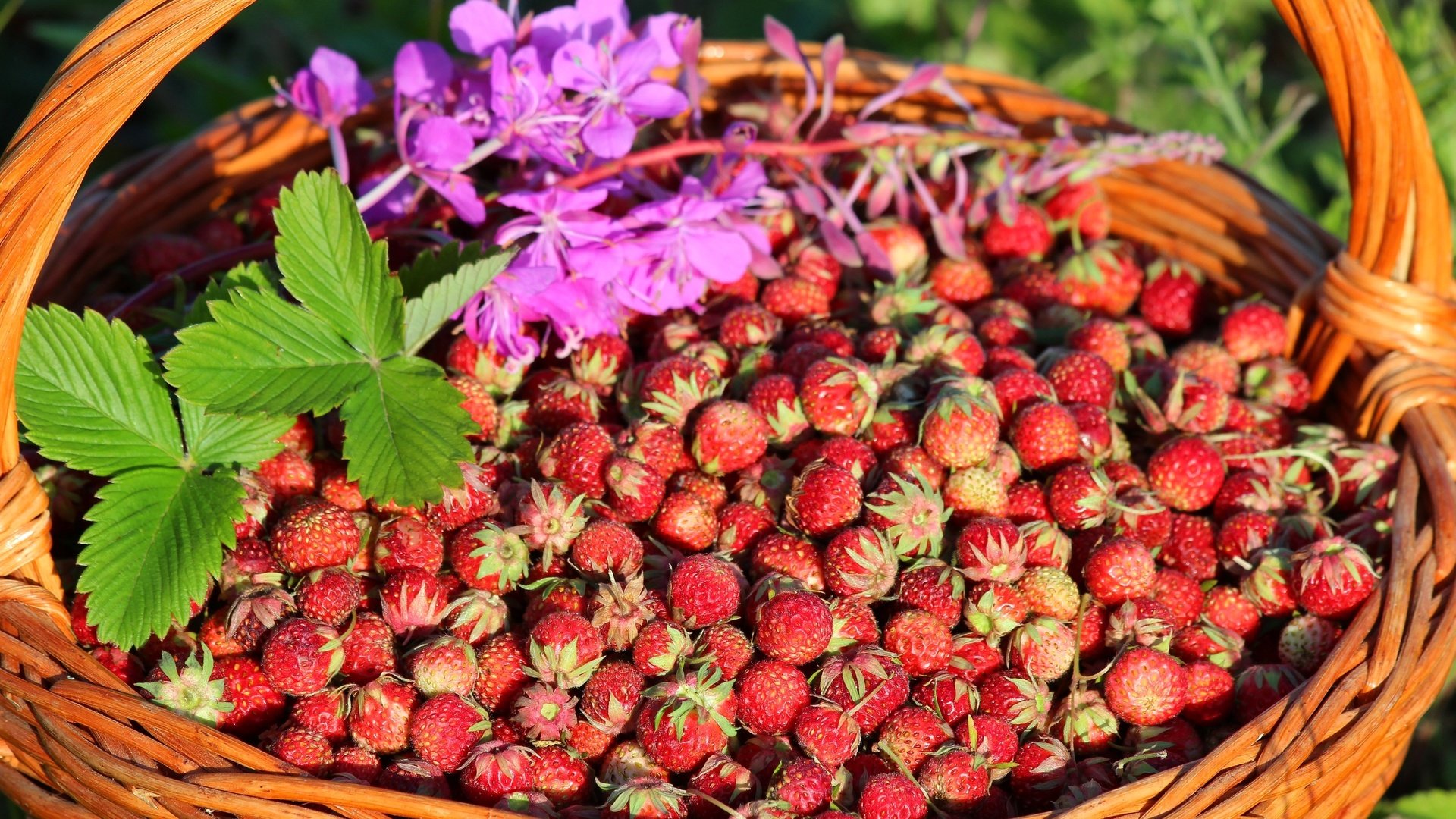 Обои клубника, корзина, ягоды, луговая, strawberry, basket, berries, meadow разрешение 2700x1800 Загрузить