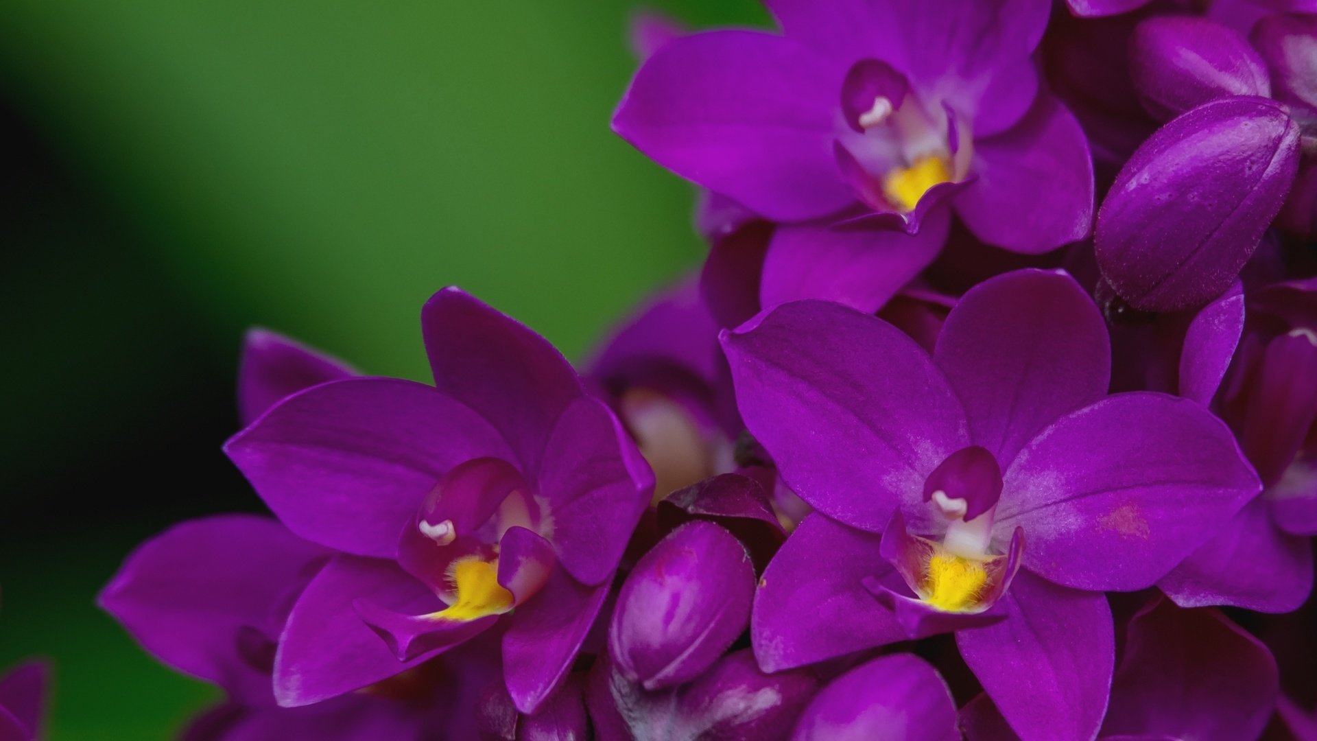 Обои макро, лепестки, лиловый, орхидея, macro, petals, purple, orchid разрешение 2000x1356 Загрузить