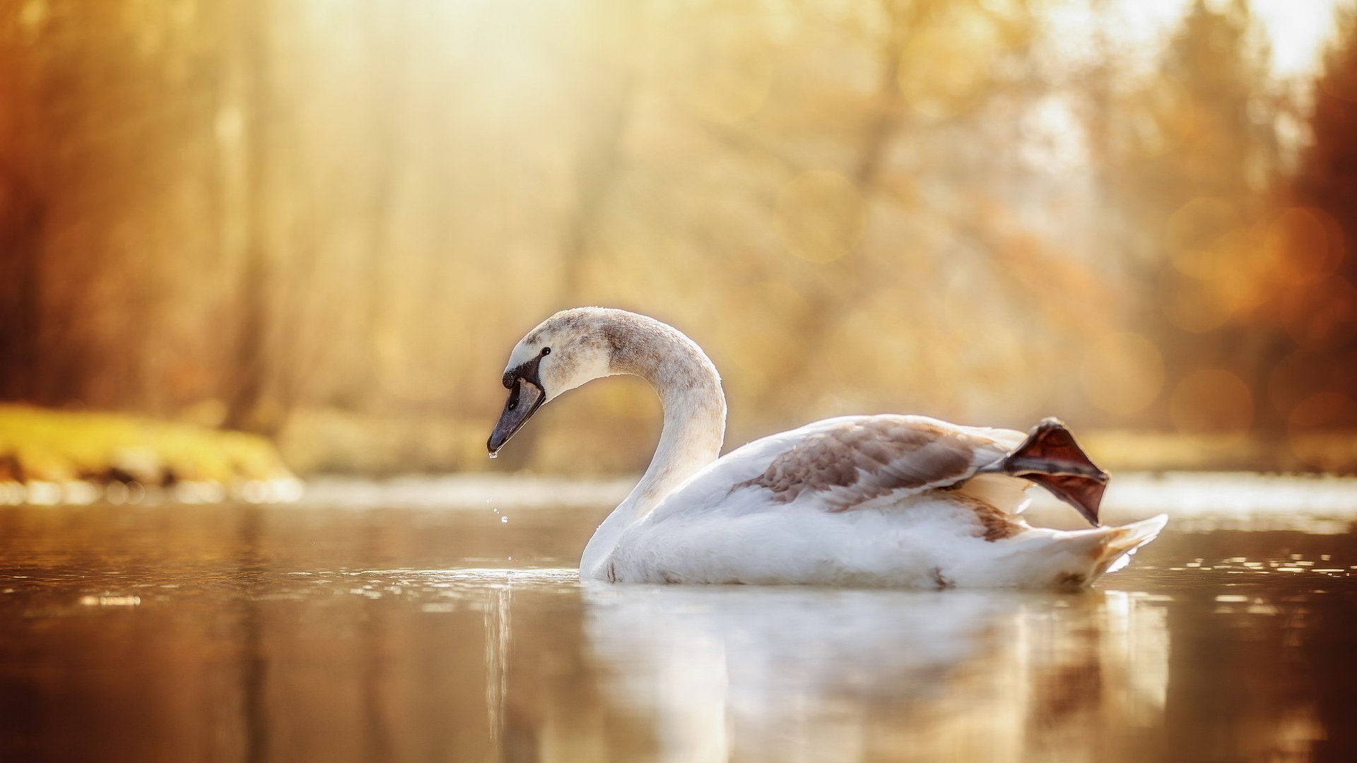 Обои озеро, природа, птица, лебедь, lake, nature, bird, swan разрешение 2048x1221 Загрузить