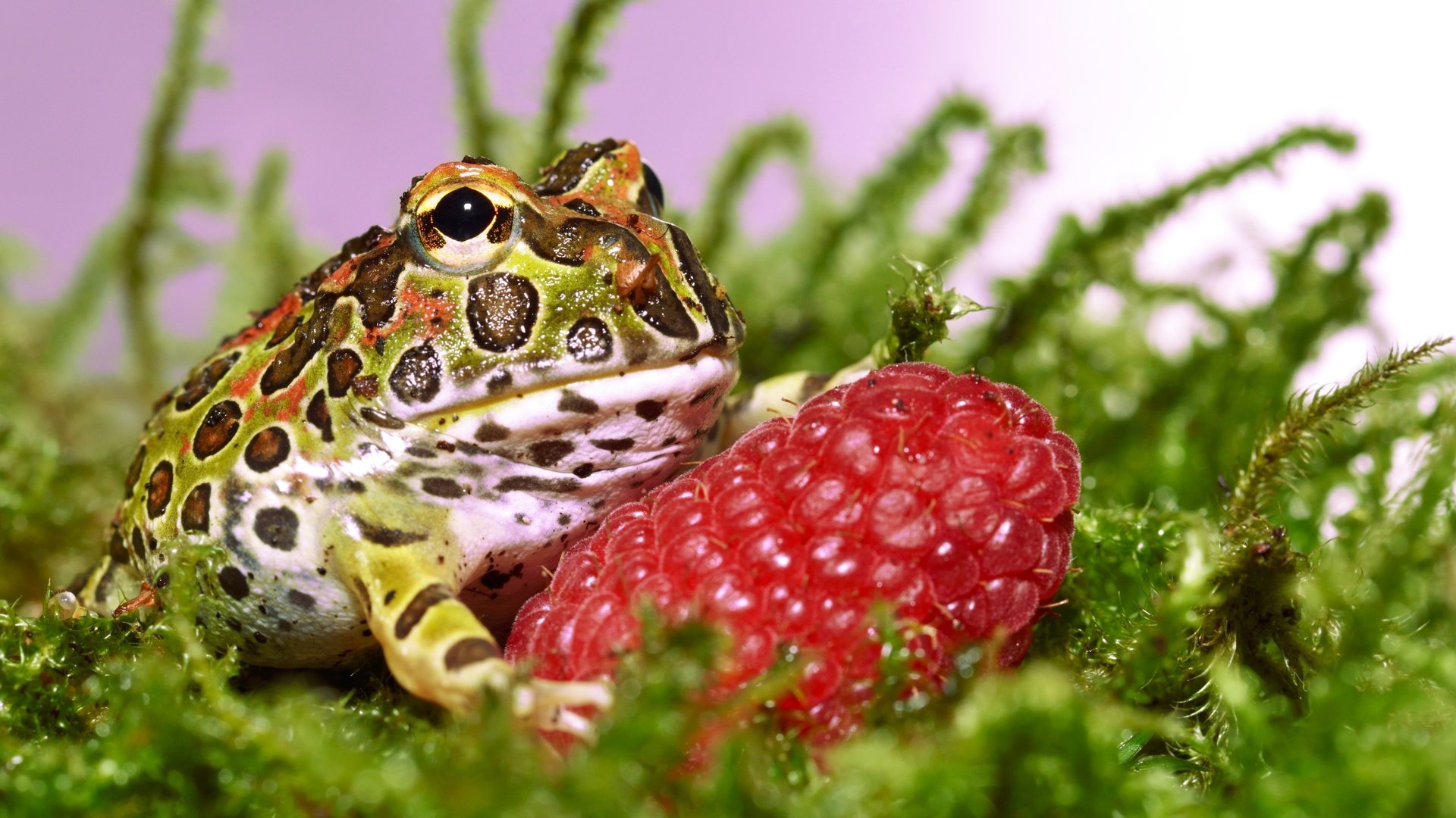 Обои трава, малина, ягода, лягушка, жаба, grass, raspberry, berry, frog, toad разрешение 3300x2043 Загрузить